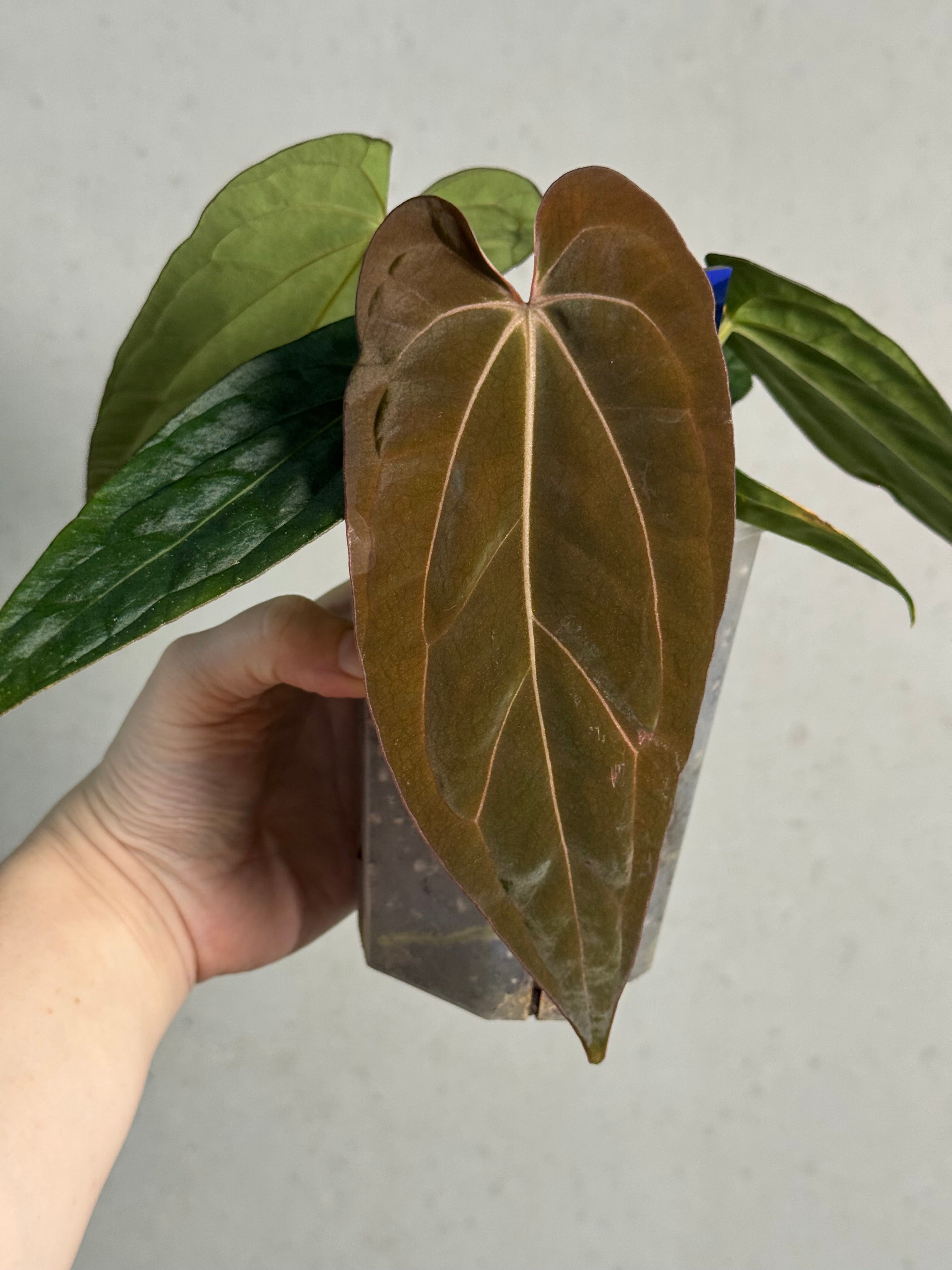 Anthurium Dressleri RG F2 ‘Dark Clone’ x Carlablackiae GPH-001 - SMUKHI