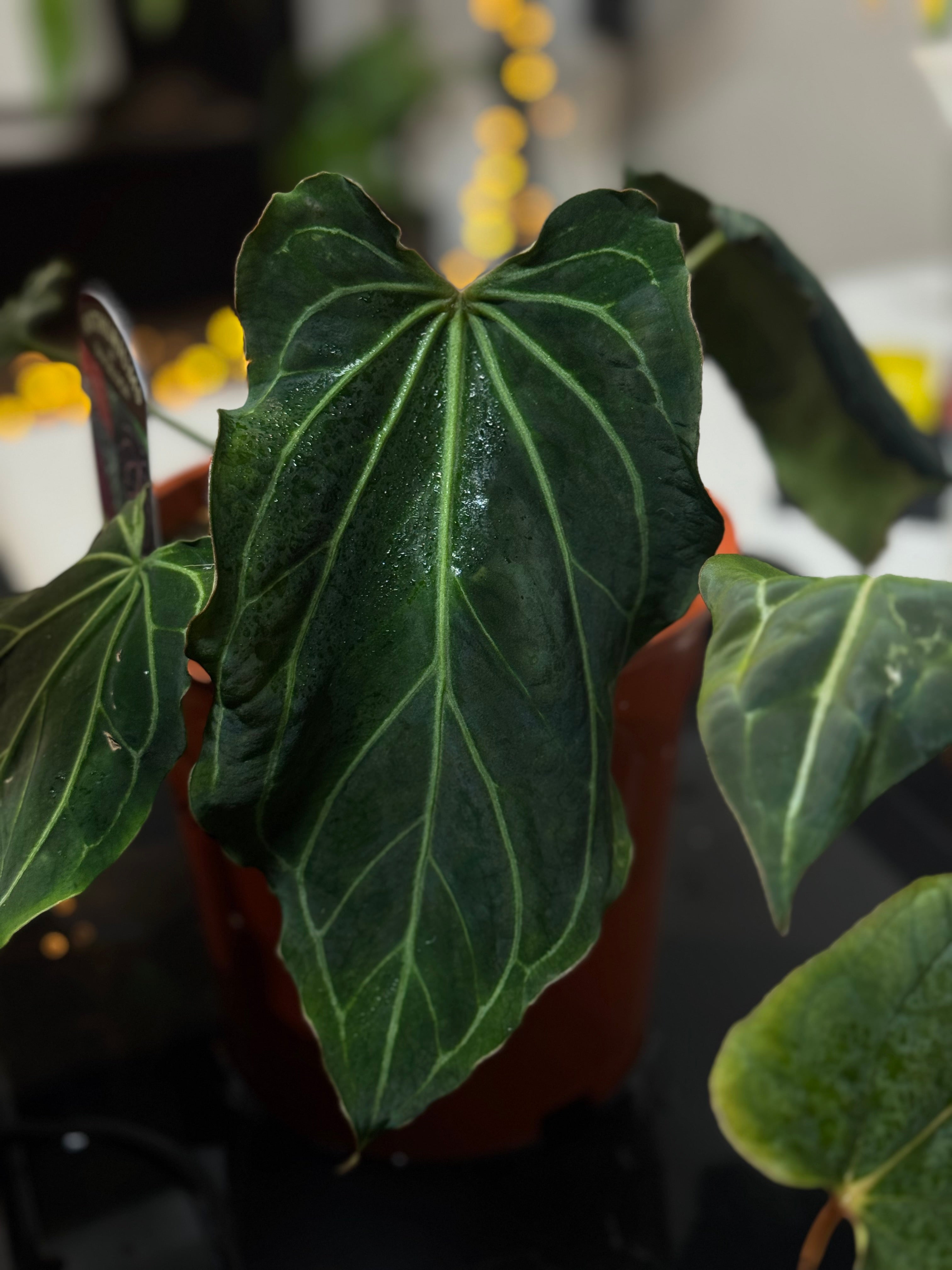 NFS: Anthurium Black Widow '13' x '43' - SMUKHI