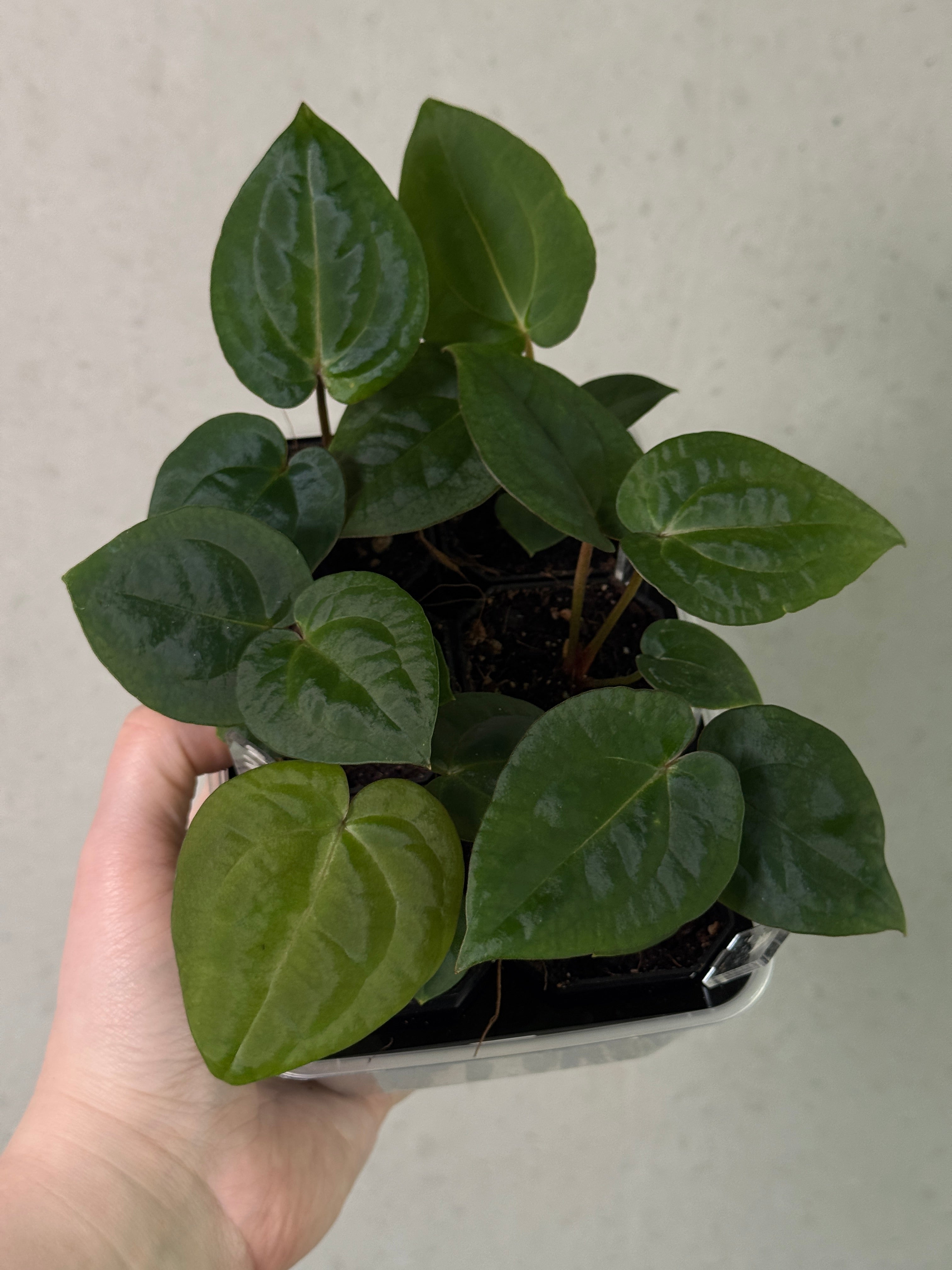 Anthurium Michelle x (?)