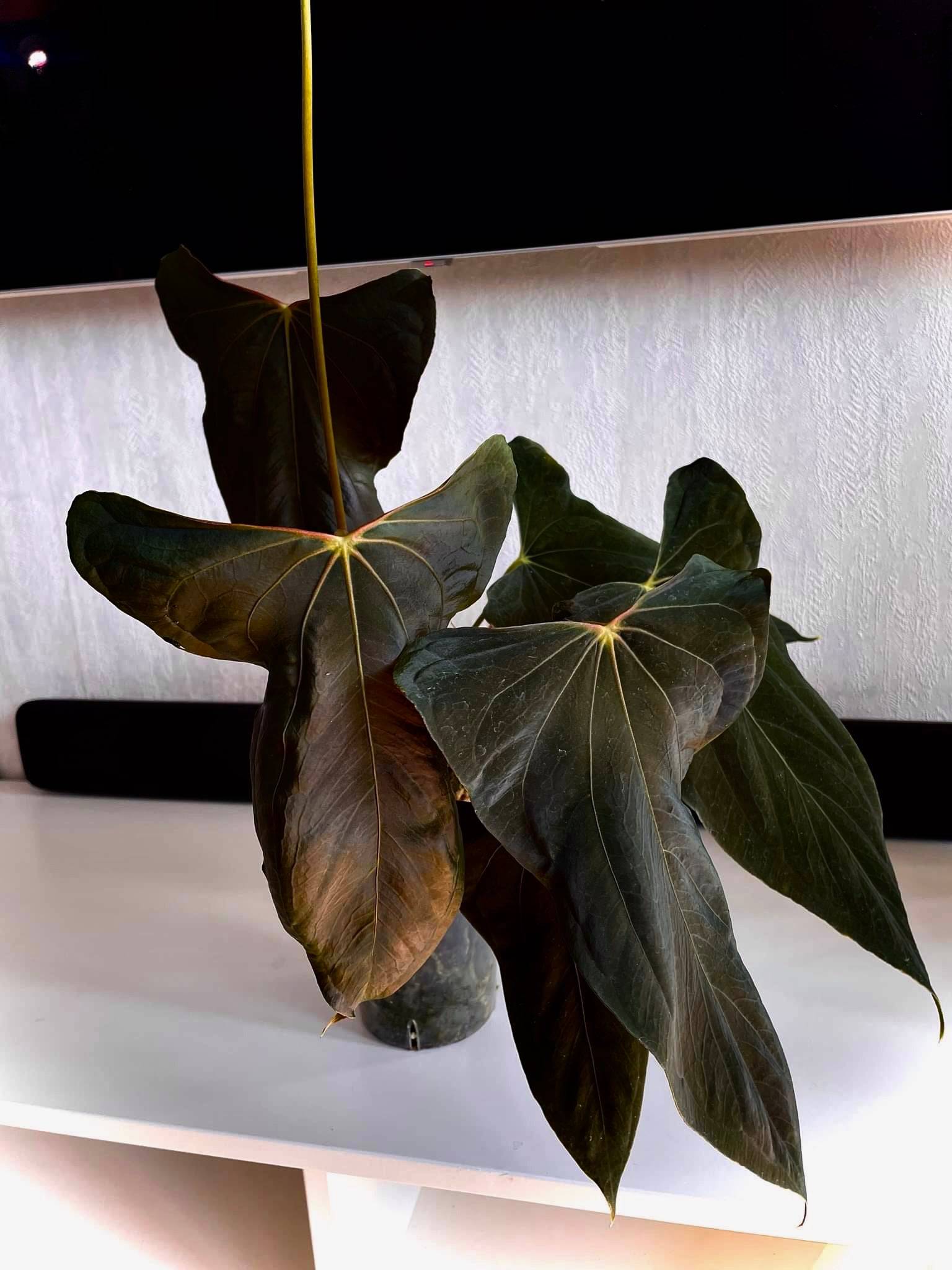 Anthurium (Subsignatum x Papillilaminum 'Marie') x FSxRL 'Grim Reaper' - SMUKHI