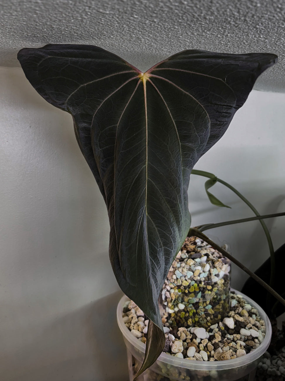 Anthurium 'Shadow Reaper' plant by Crystallinaminum with dark green, glossy leaves and distinctive foliage, showcased in a natural setting.