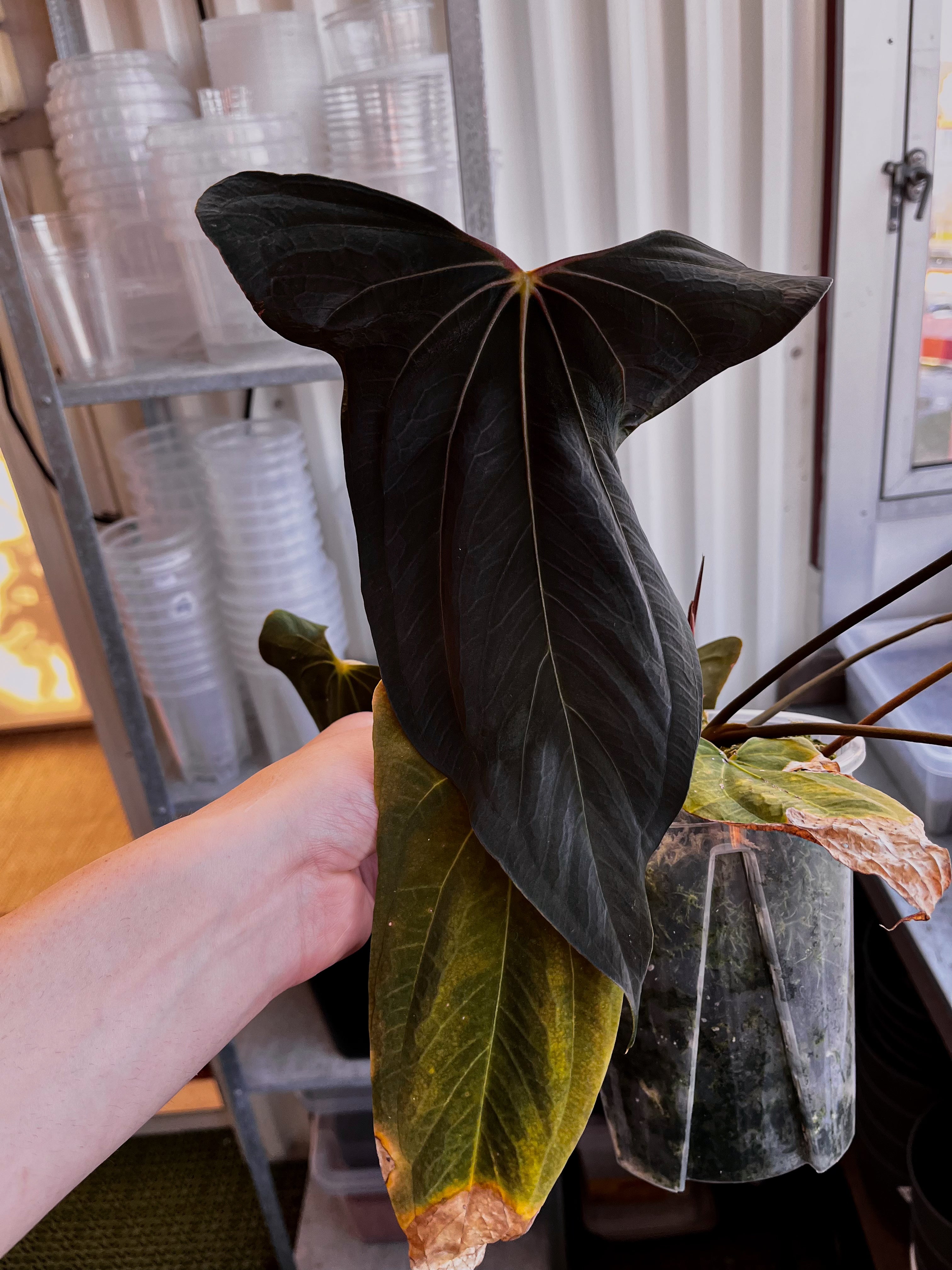 Anthurium Shadow Reaper plant from Crystallinaminum, featuring dark, glossy leaves and unique foliage variation.
