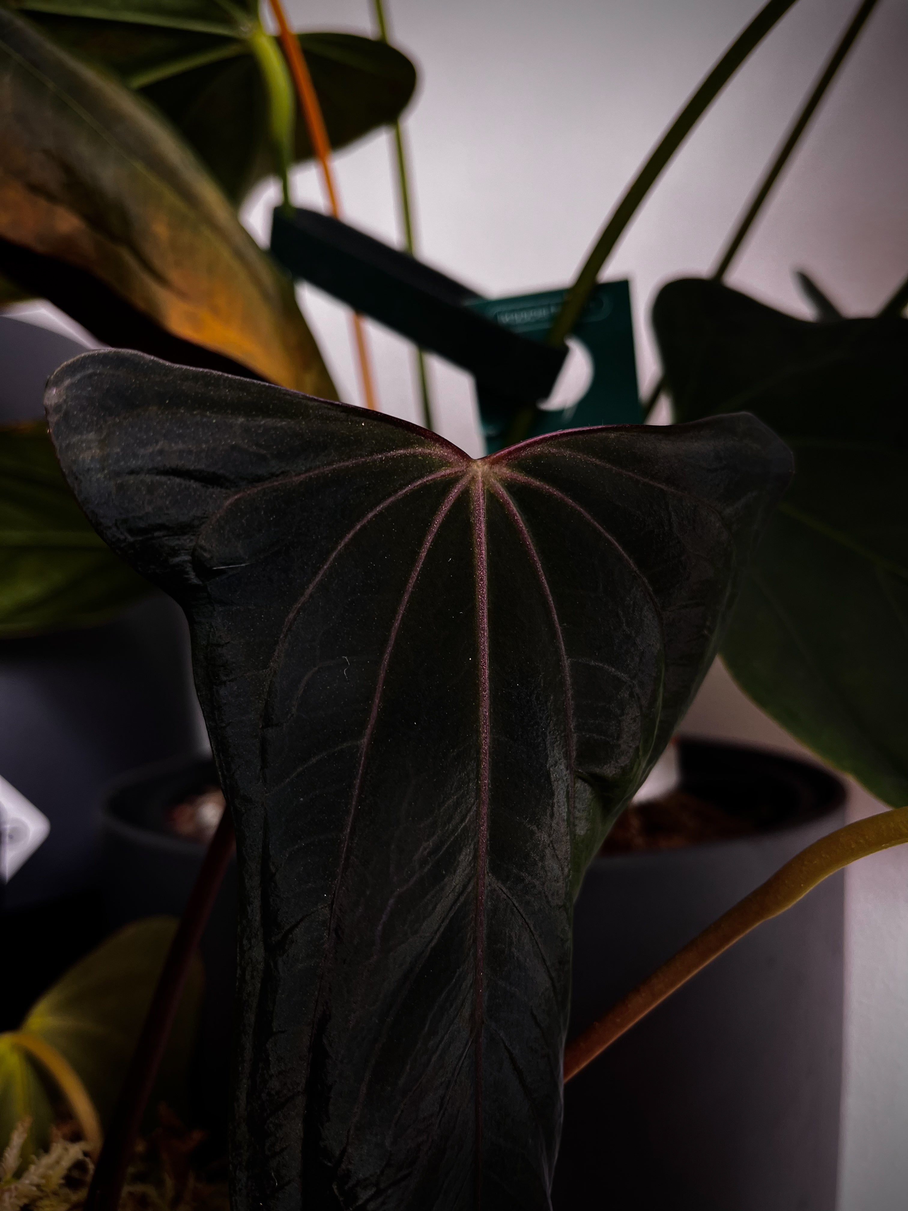 Anthurium 'Shadow Reaper' × Papillilaminum x Dressleri plant by Crystallinaminum with dark glossy leaves and unique foliage.