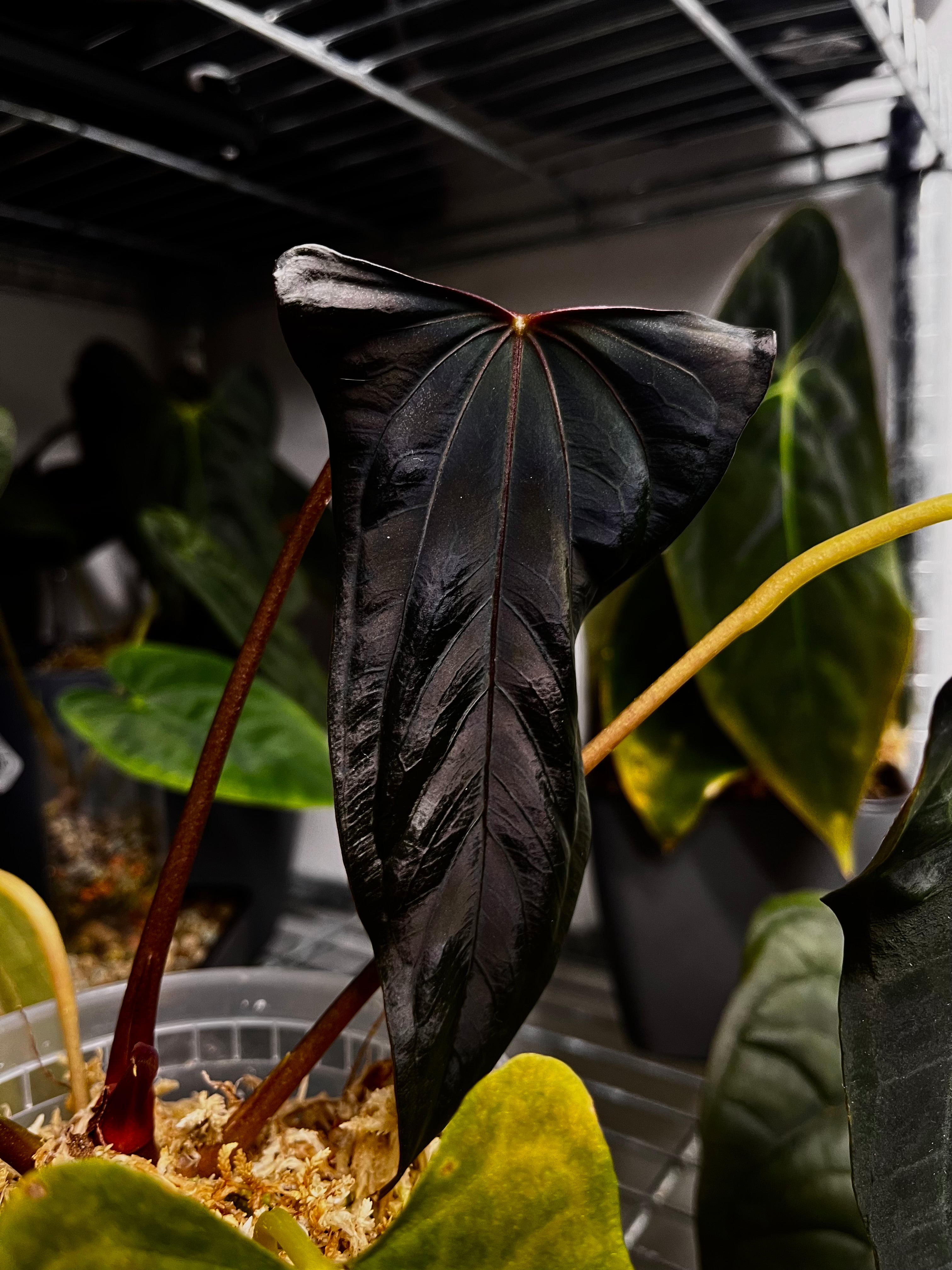 Anthurium 'Shadow Reaper' × (Papillilaminum x Dressleri) plant with dark green and variegated leaves, potted indoors.