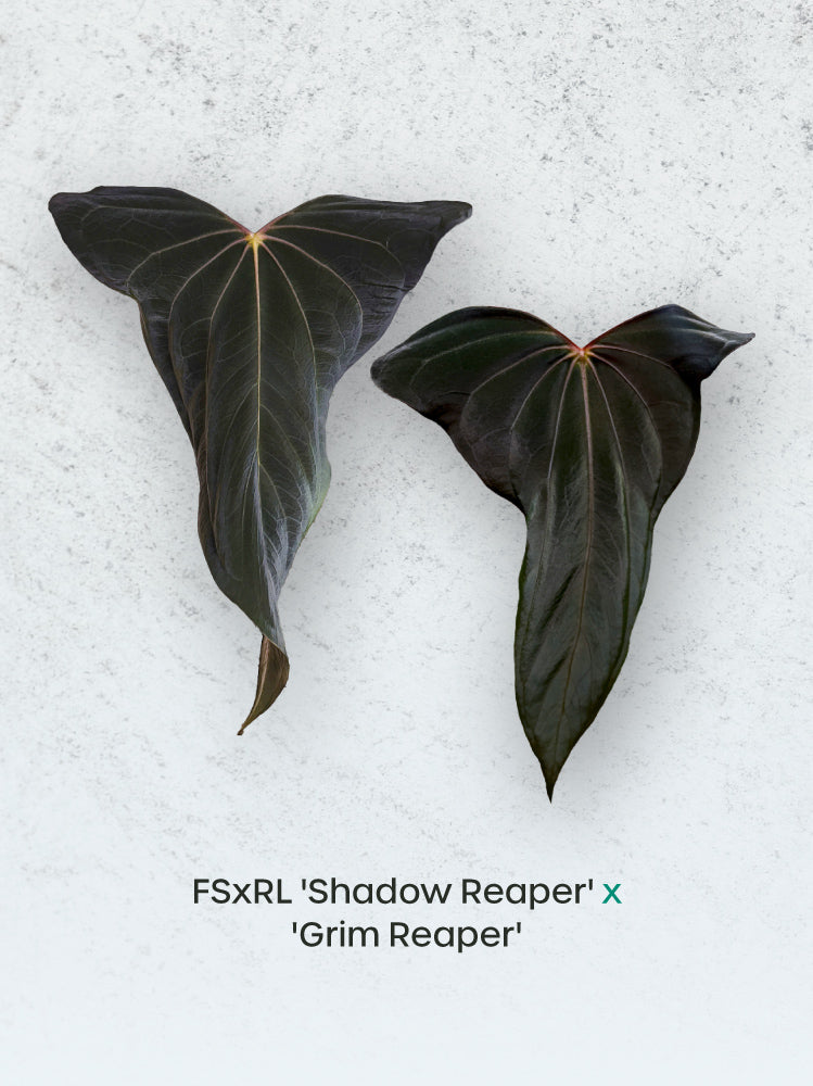 Crystallinaminum Anthurium FSxRL 'Shadow Reaper' and 'Grim Reaper' plants with dark, glossy leaves and striking foliage.