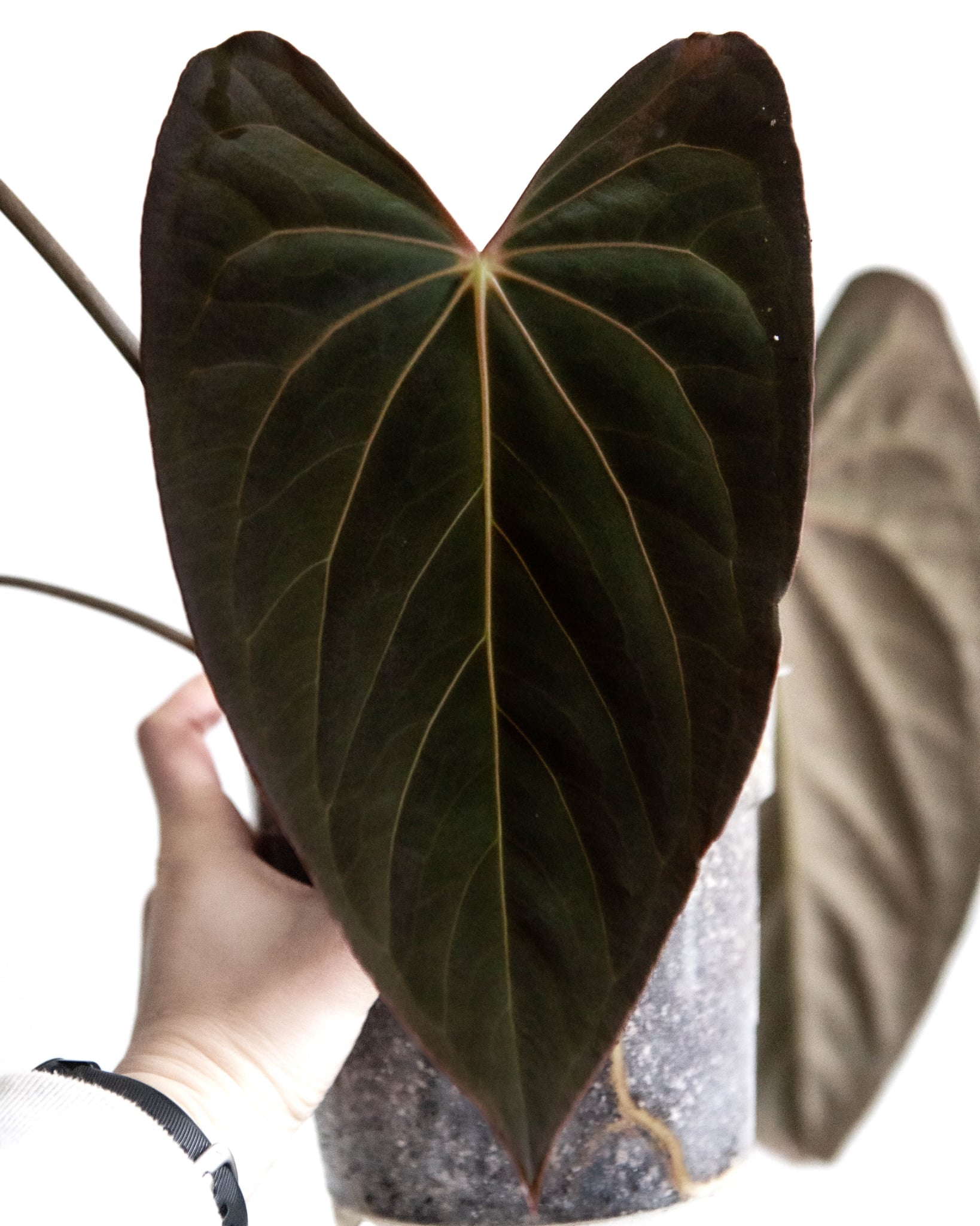 Anthurium (Dark Phoenix x Blue Papillilaminum) x Fort Sherman S1
