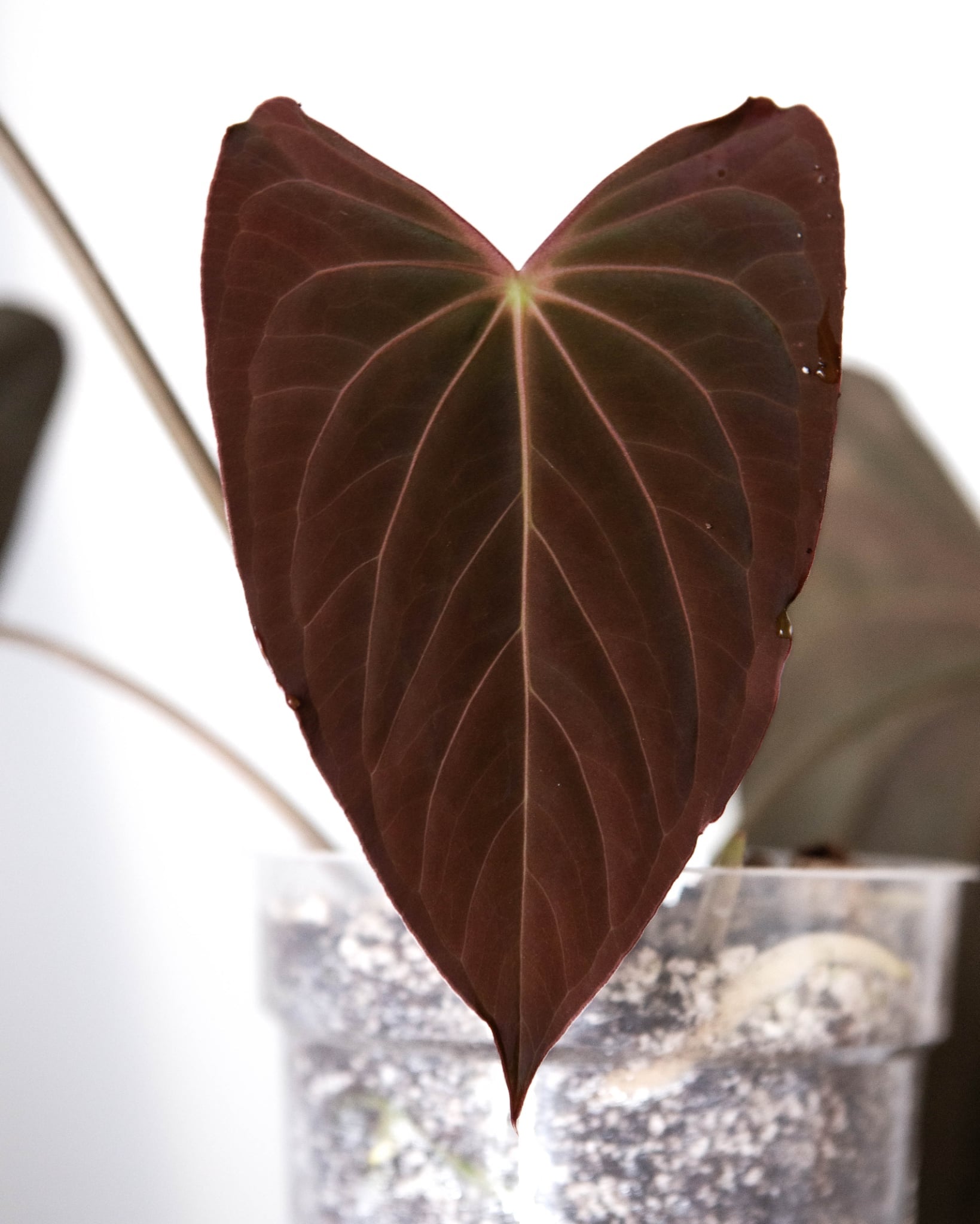 Anthurium (Dark Phoenix x Blue Papillilaminum) x Fort Sherman S1