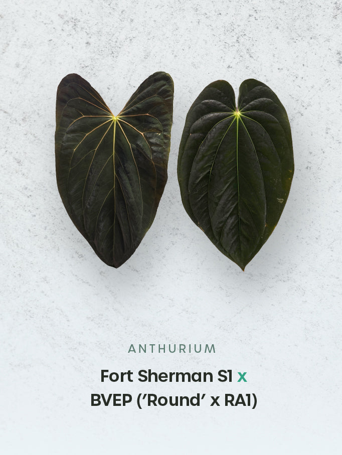Anthurium Fort Sherman S1 x BVEP ('Round' x RA1)