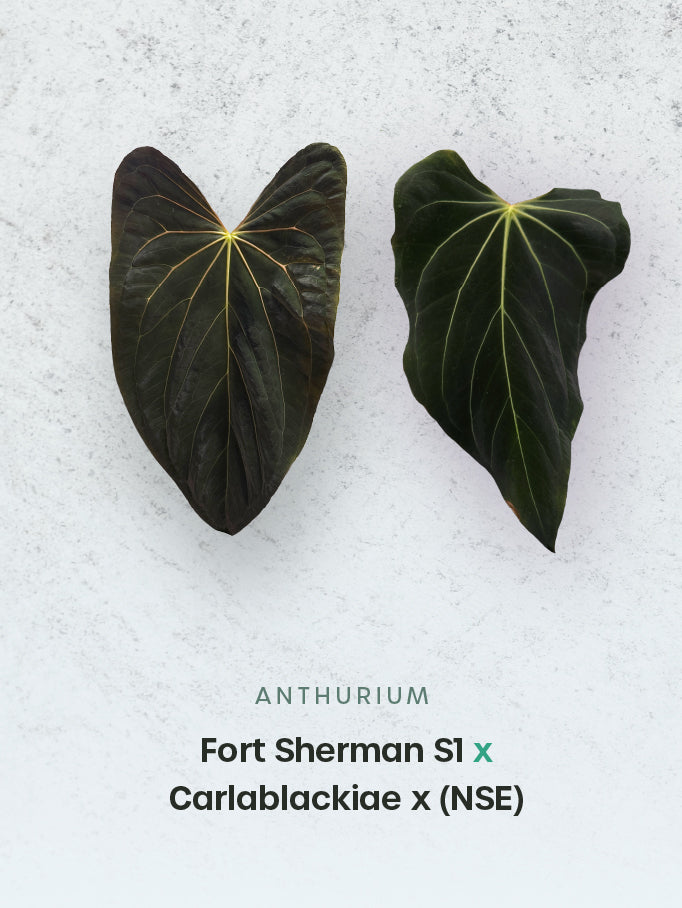 Anthurium Fort Sherman S1 x Carlablackiae x