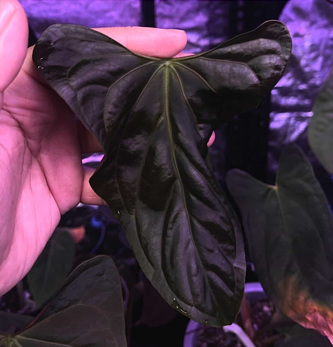 Anthurium Fort Sherman x Dressleri RG - SMUKHI