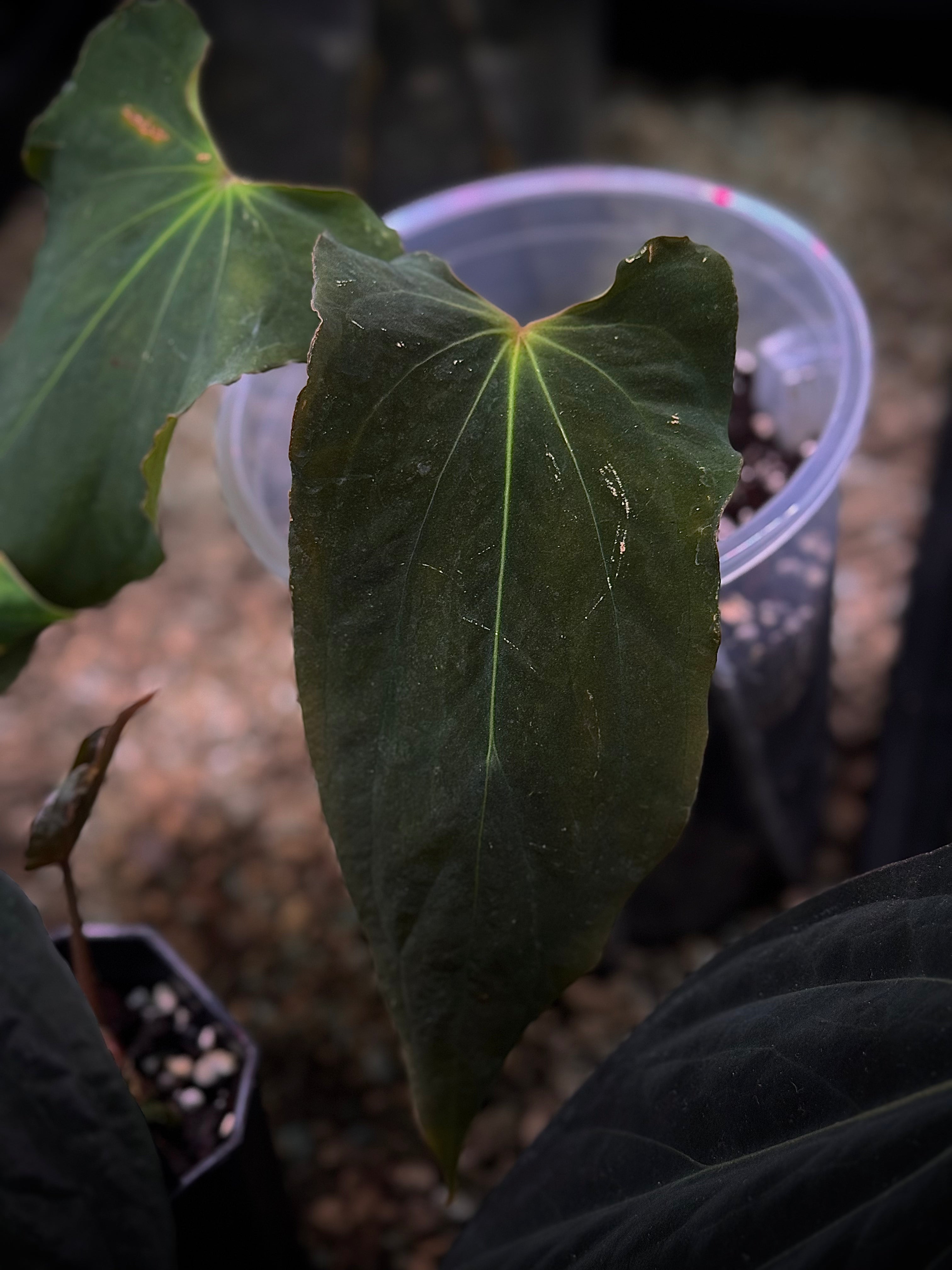 NFS: Anthurium BVEP 'Purple Rain' - SMUKHI
