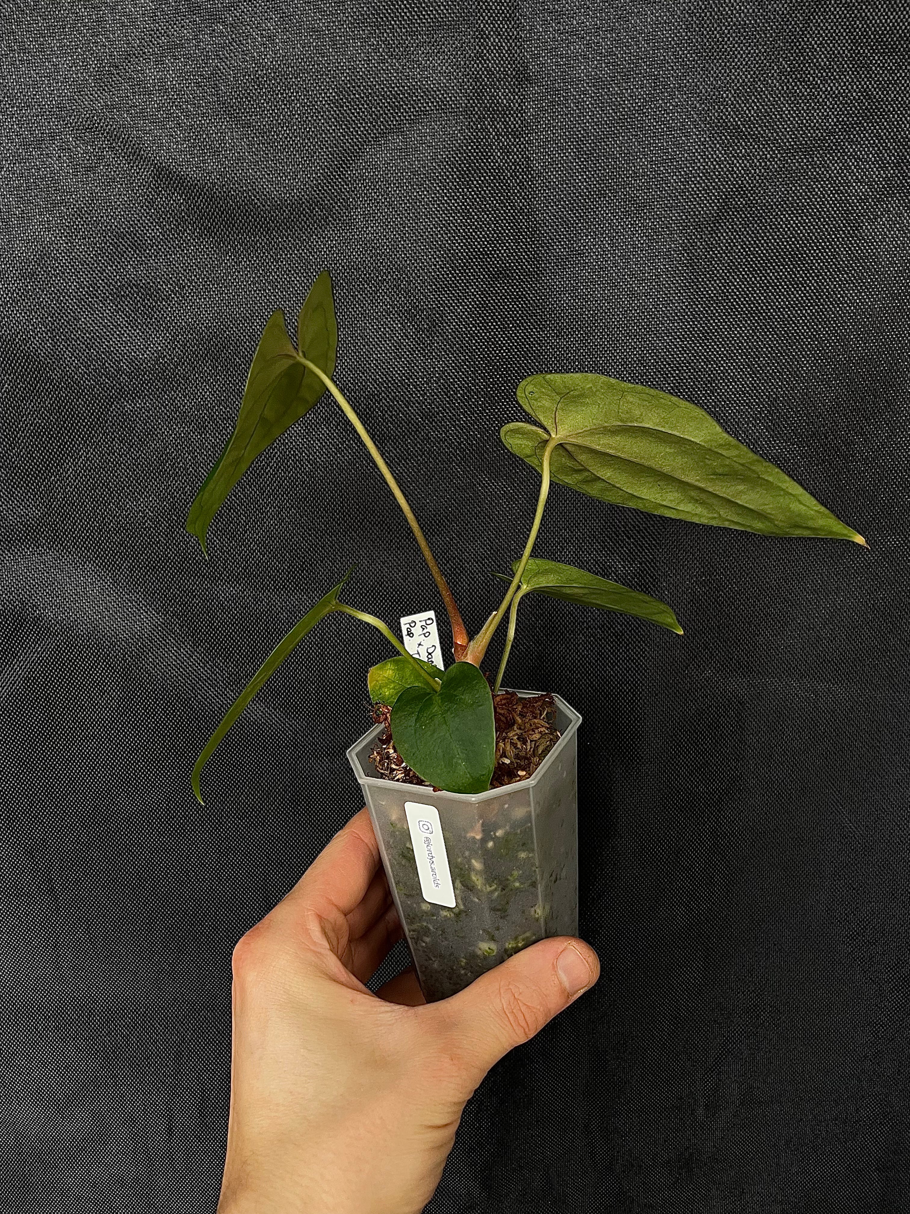 Anthurium - Various plants