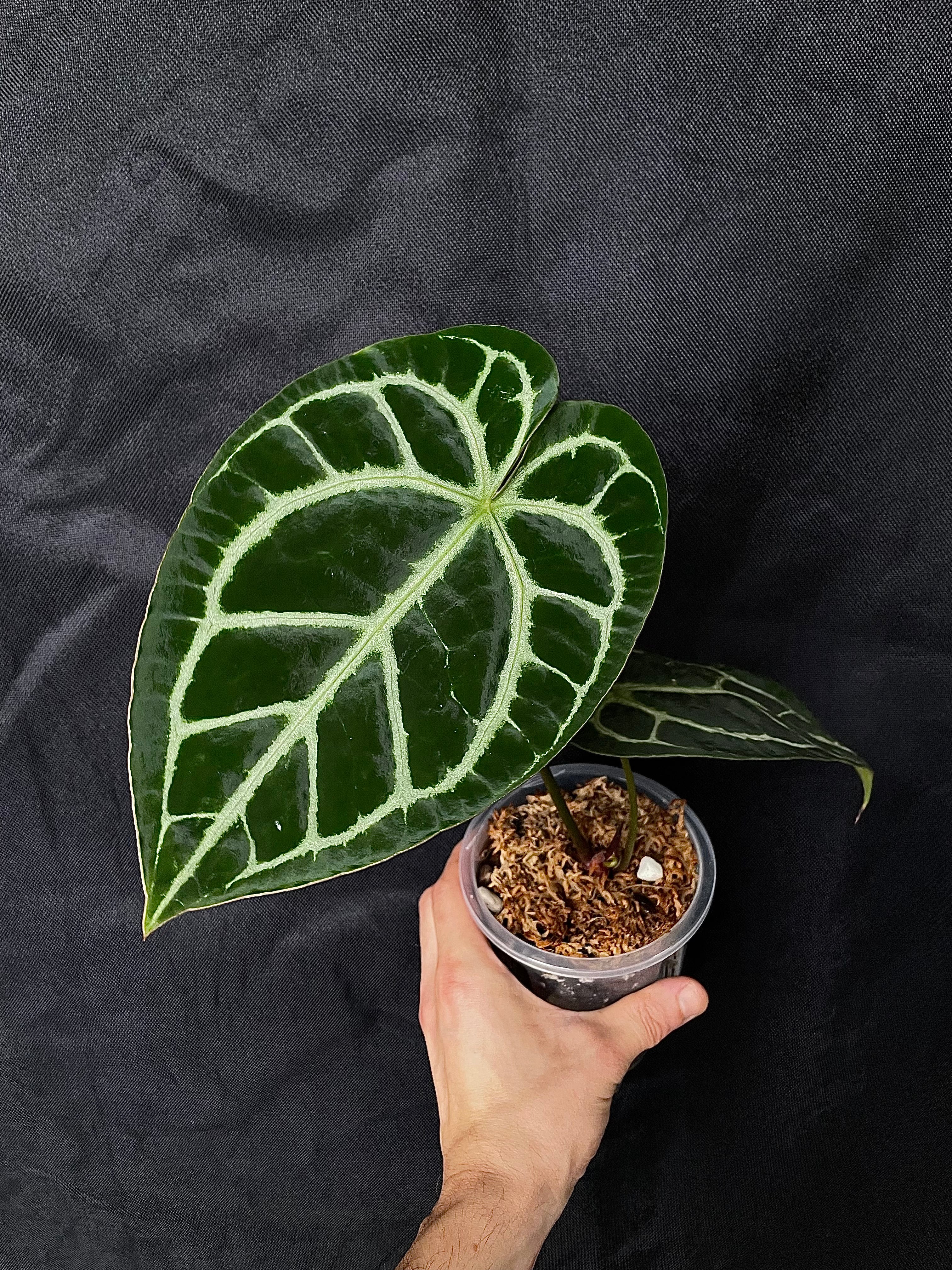Anthurium - Various plants