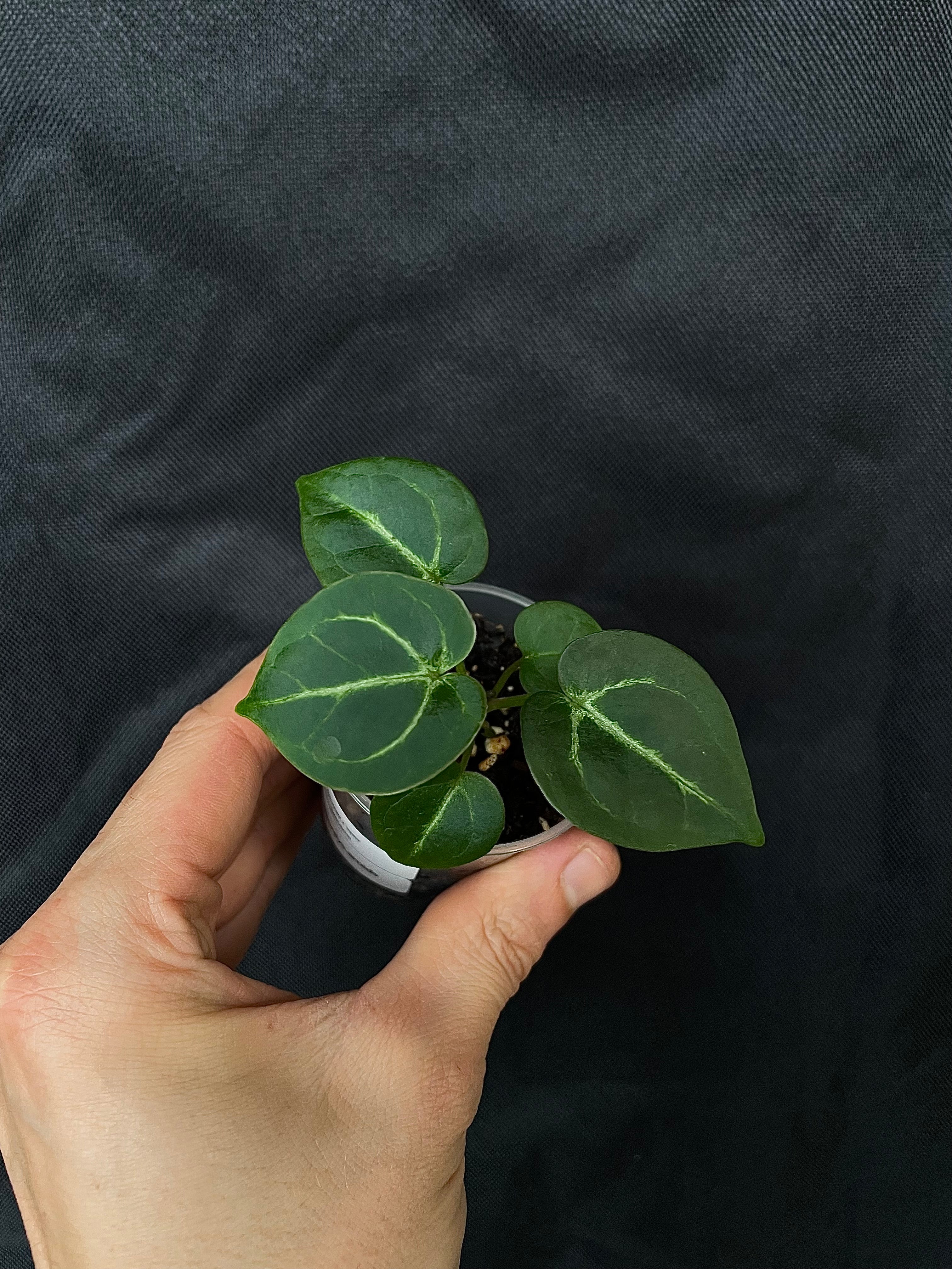 Anthurium - Various plants