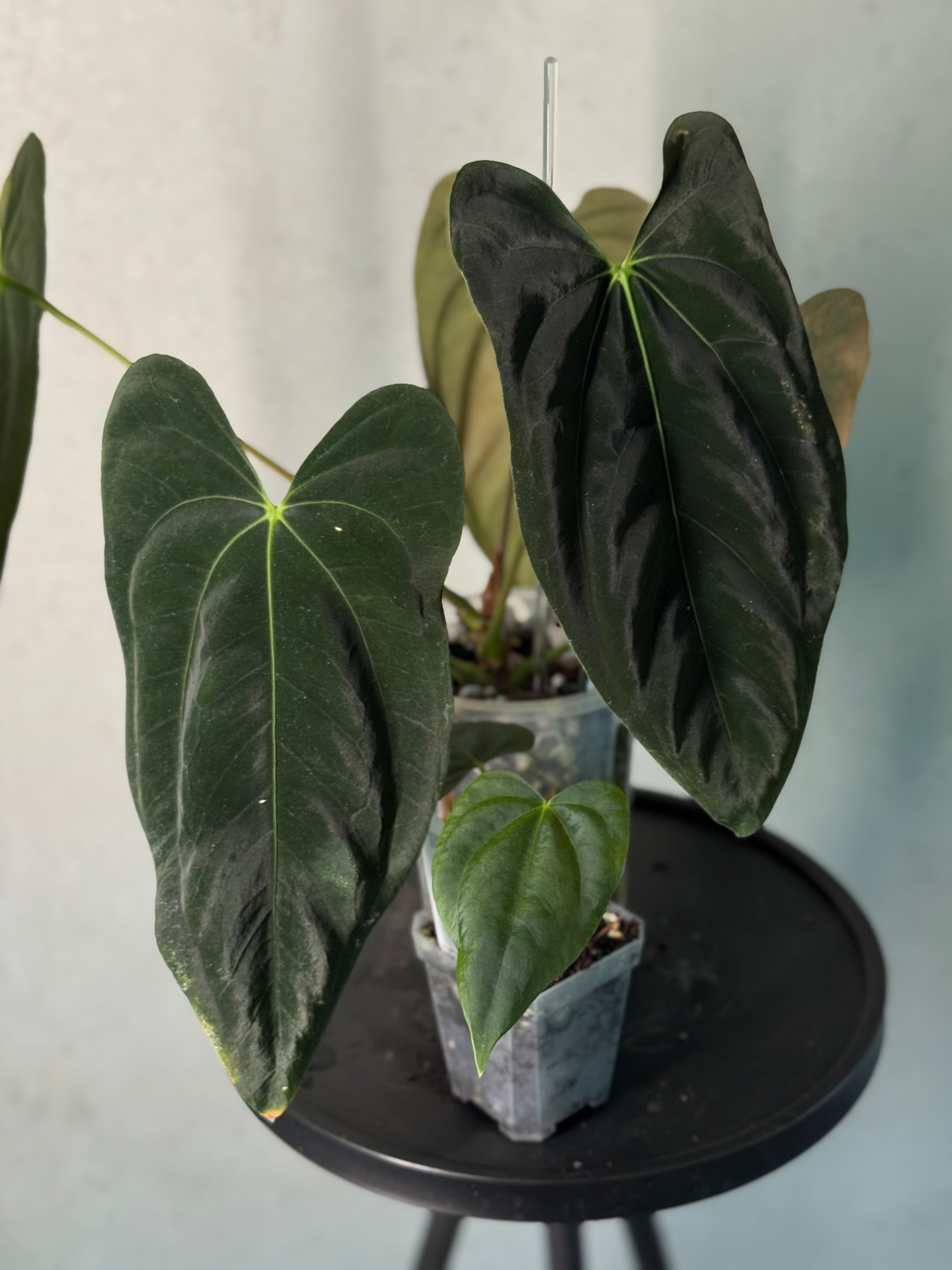 Anthurium FSxRL ‘Grim Reaper’ x Papillilaminum RA6 - Clone