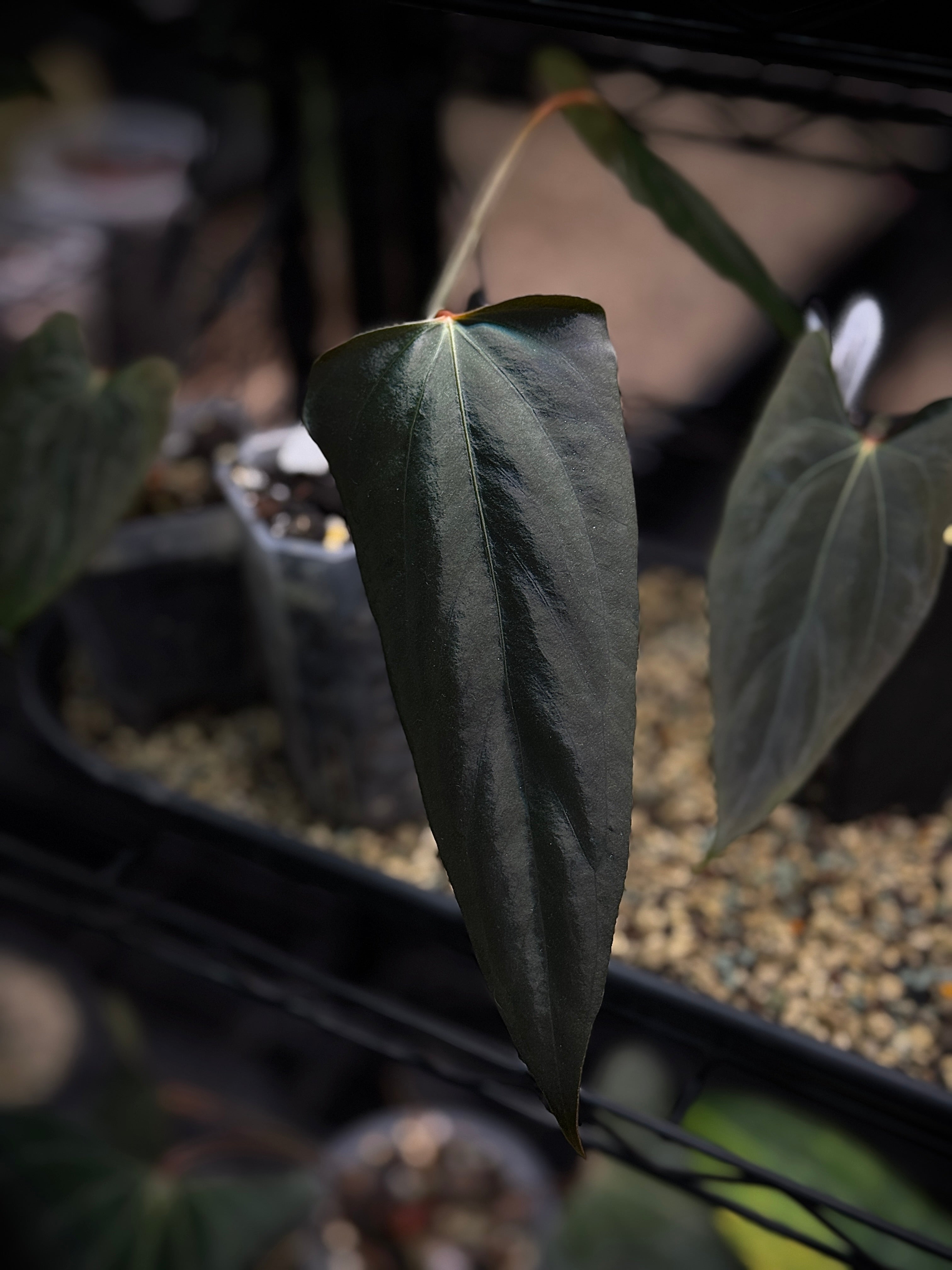 NFS: Anthurium Velvet Portillae - SMUKHI