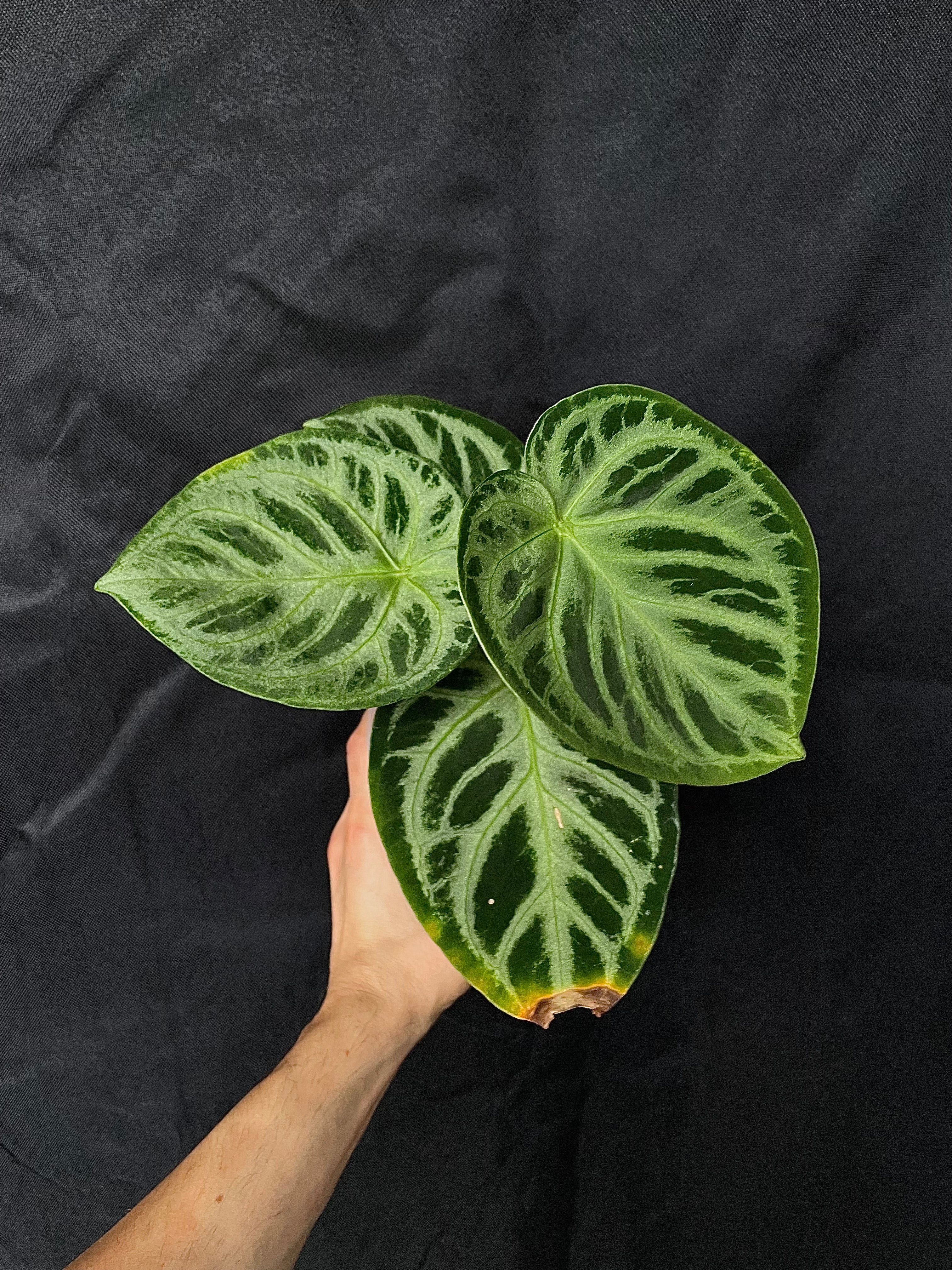 Anthurium - Various plants