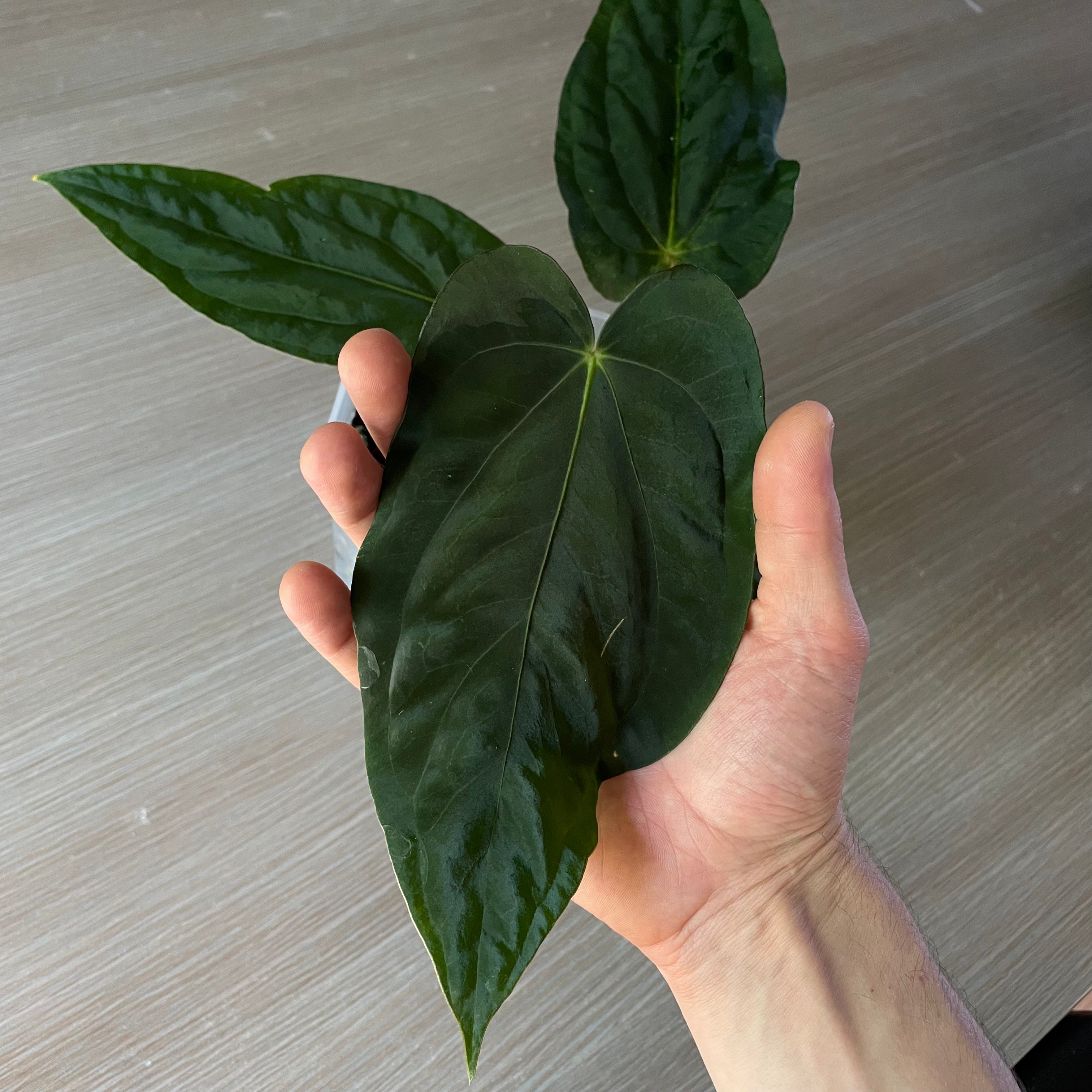 Anthurium - Various plants