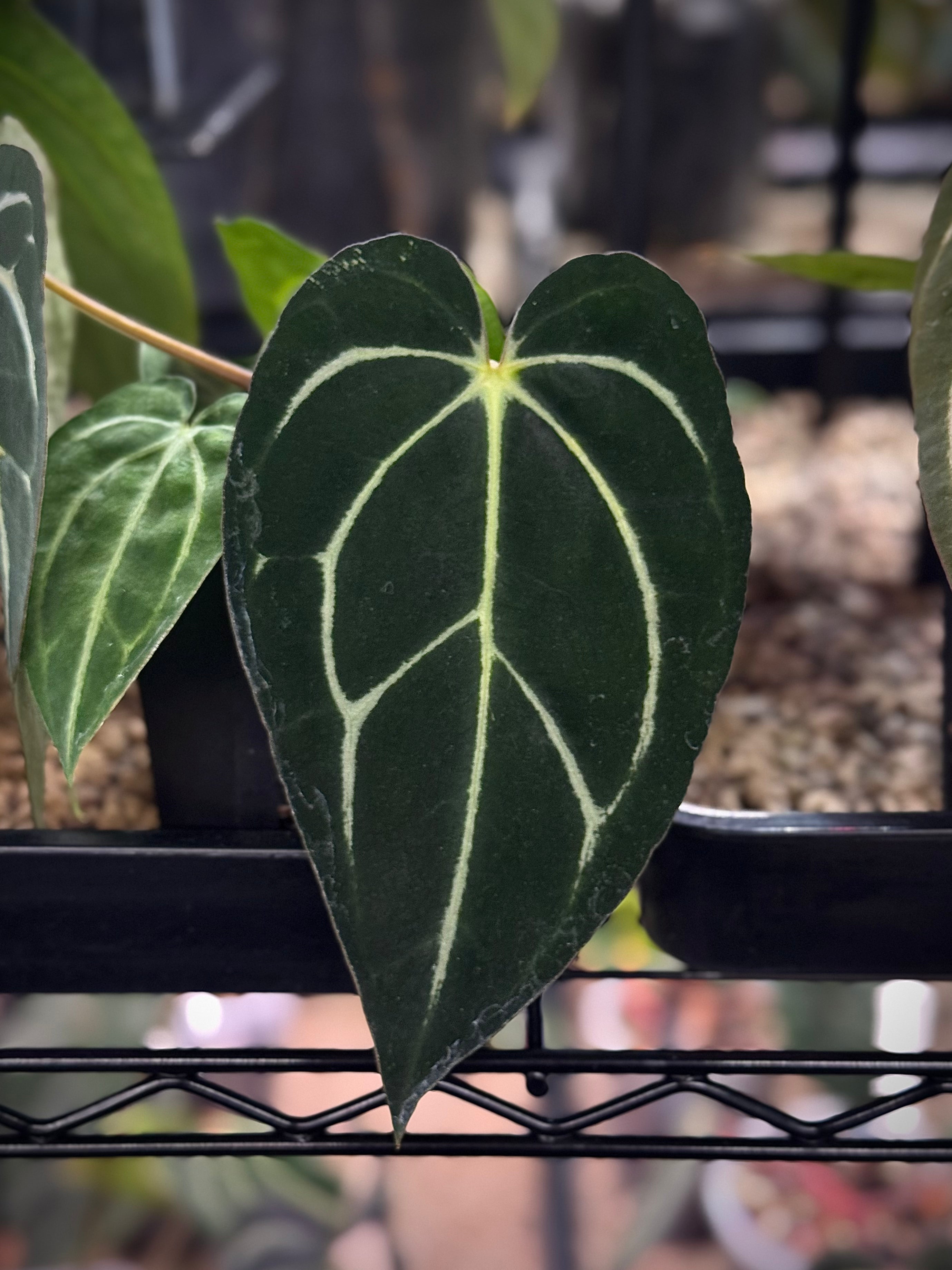 NFS: Anthurium Carlablackiae ‘District’ clone