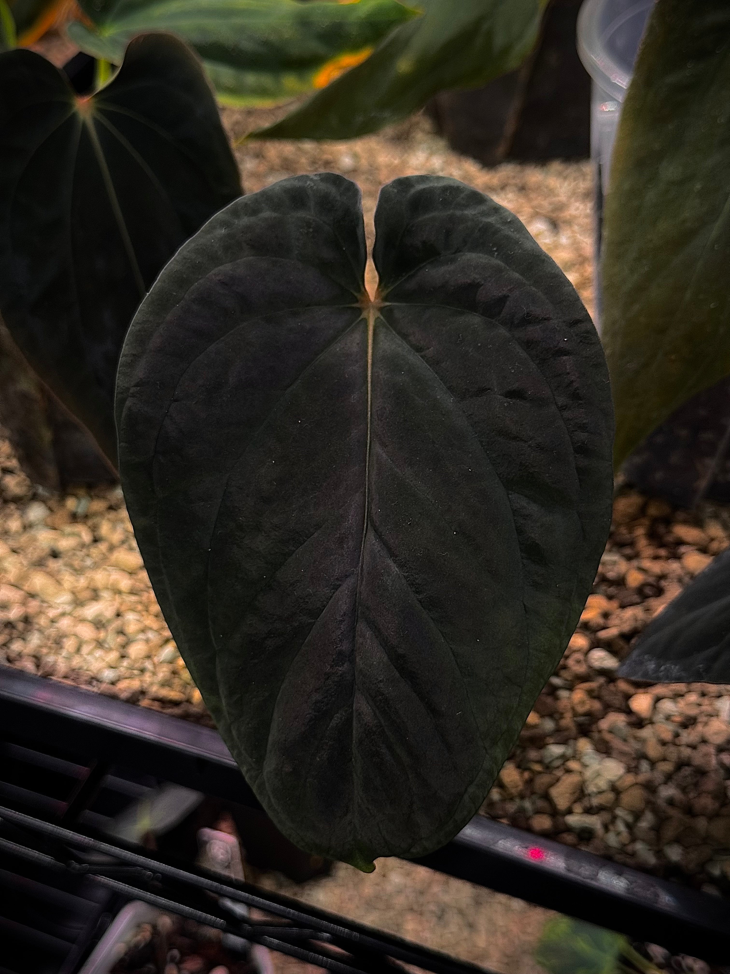 NFS: Anthurium BVEP RA9 - SMUKHI