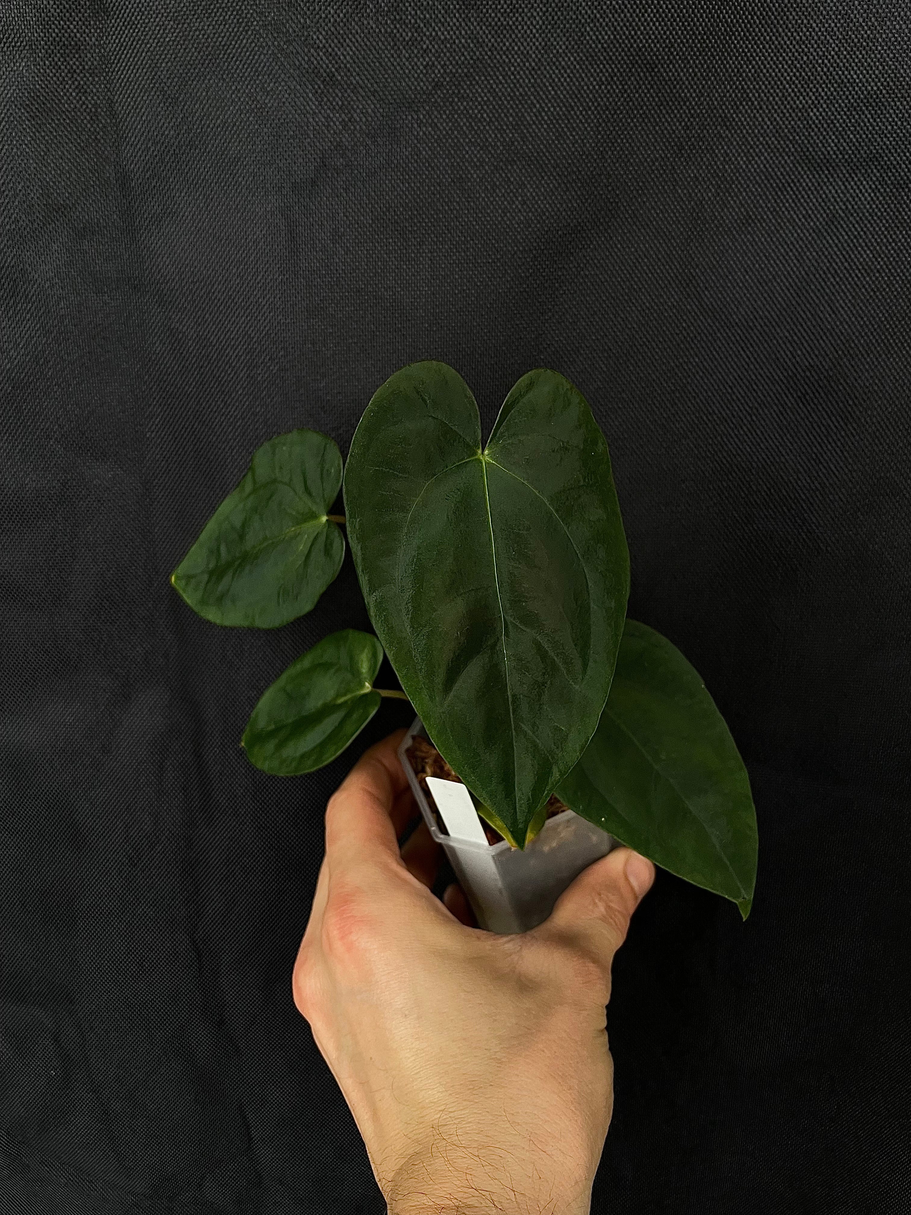 Anthurium - Various plants