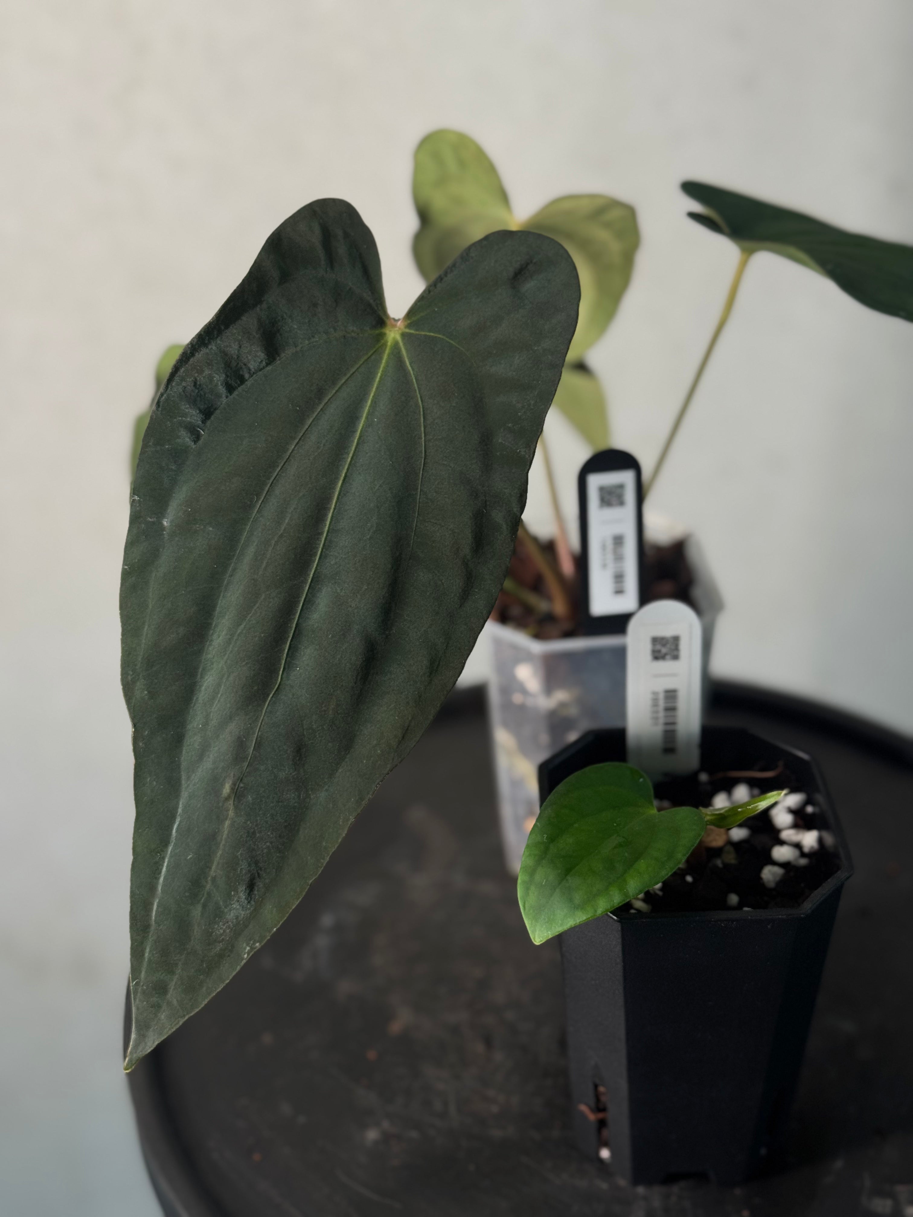 Anthurium sp. Nov DF x BVEP RA1 - Clone - Pre-order