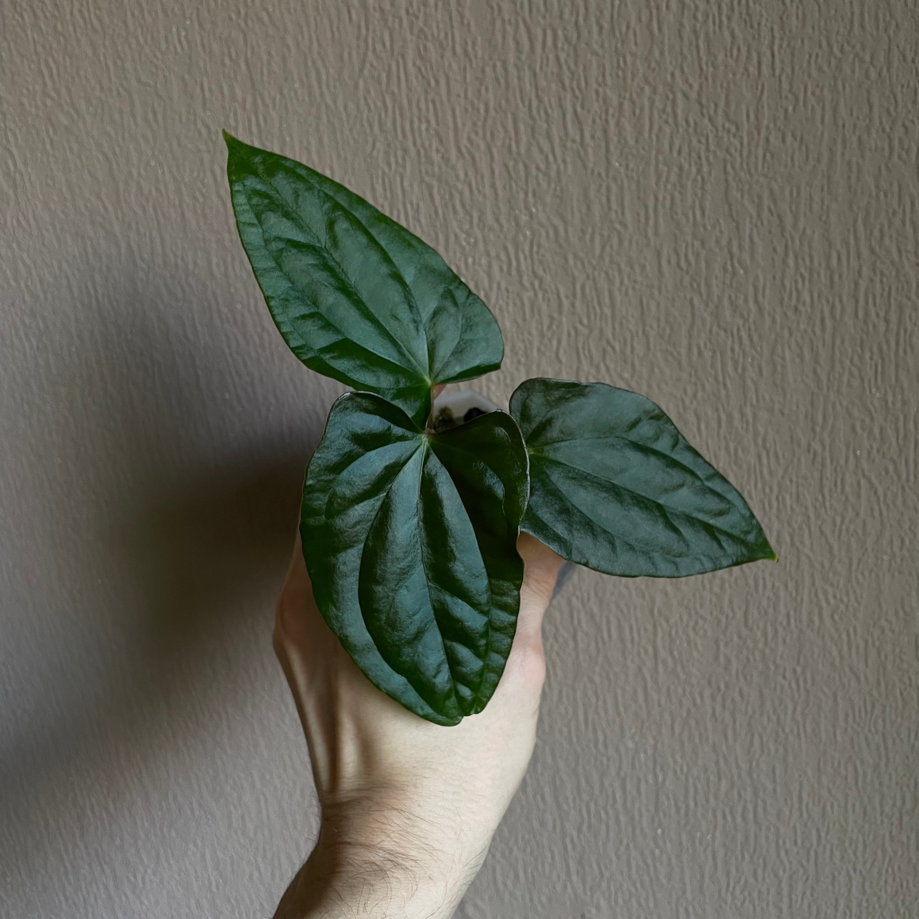 Anthurium - Various plants - SMUKHI