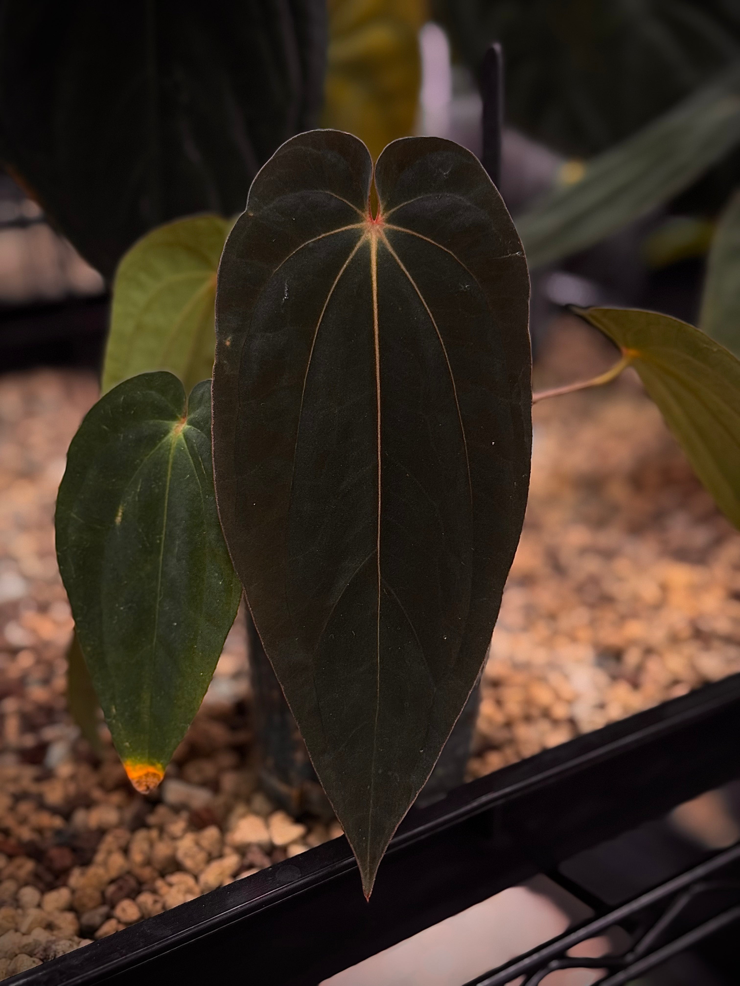 NFS: Anthurium BVEP 'Blackened tuna' x RA1 - SMUKHI