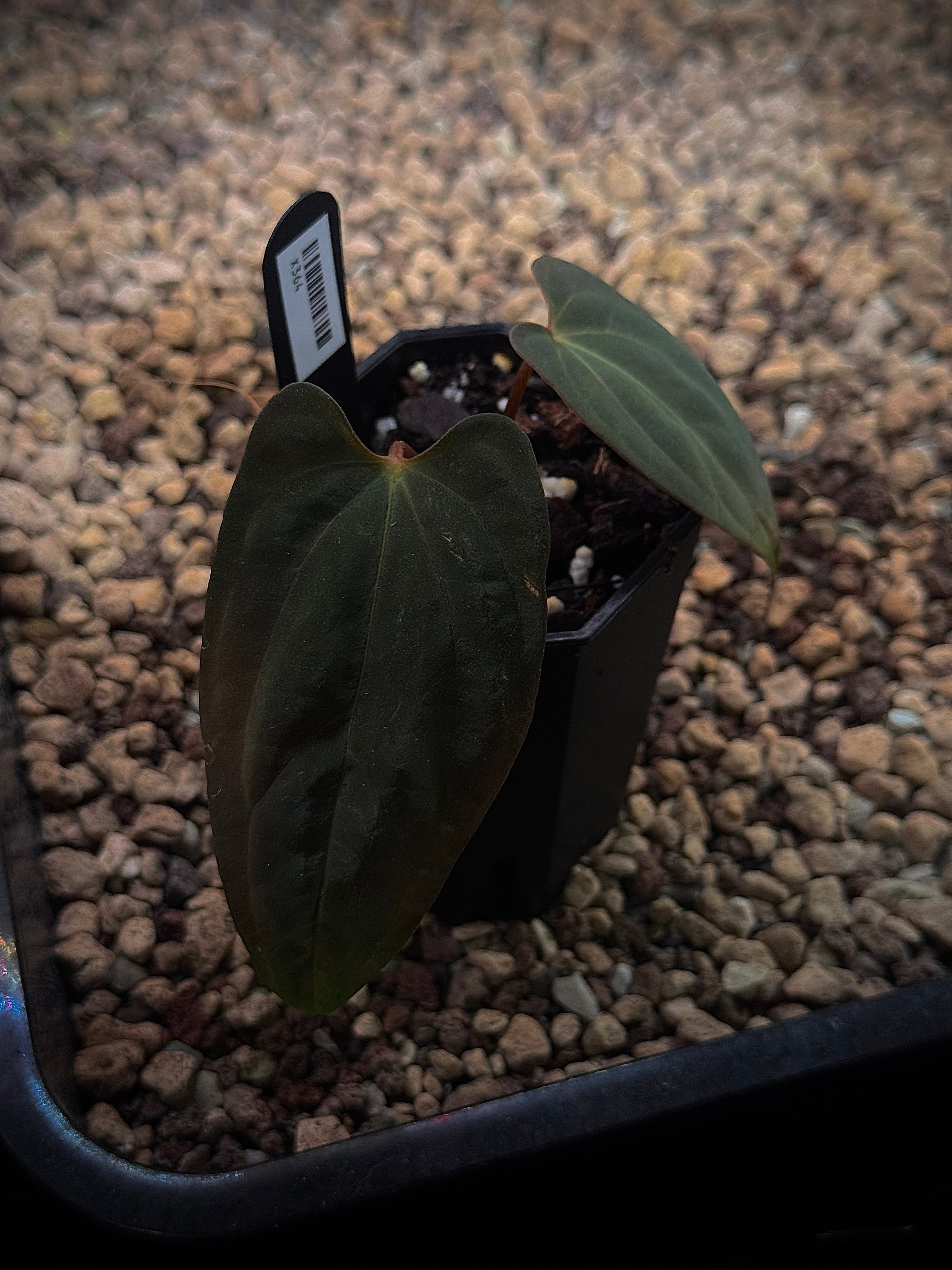NFS: Anthurium Papillilaminum RG x Portillae 'Dorito'