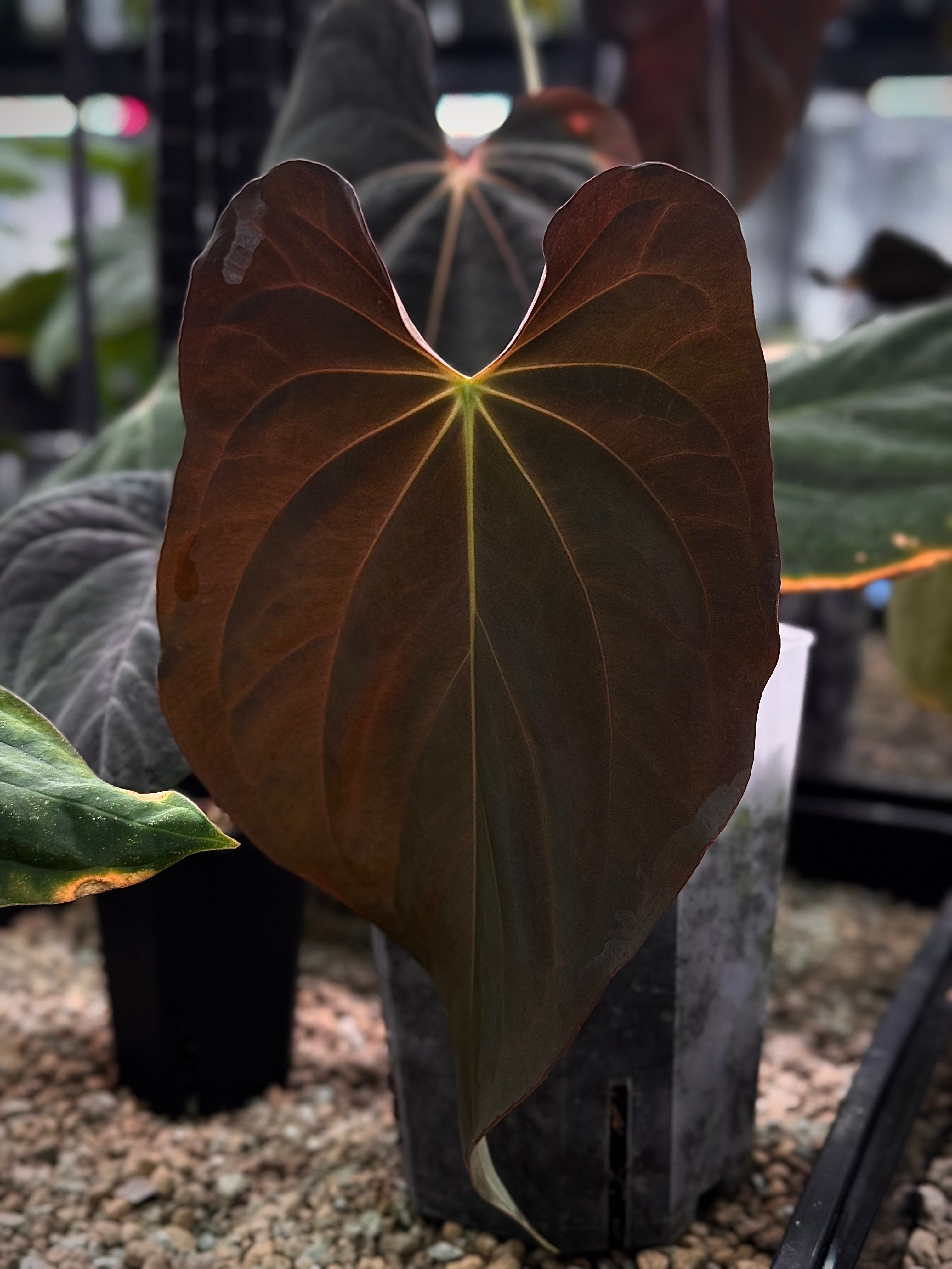 NFS: Anthurium BVEP 'Felix' x sp. Nov DF - SMUKHI