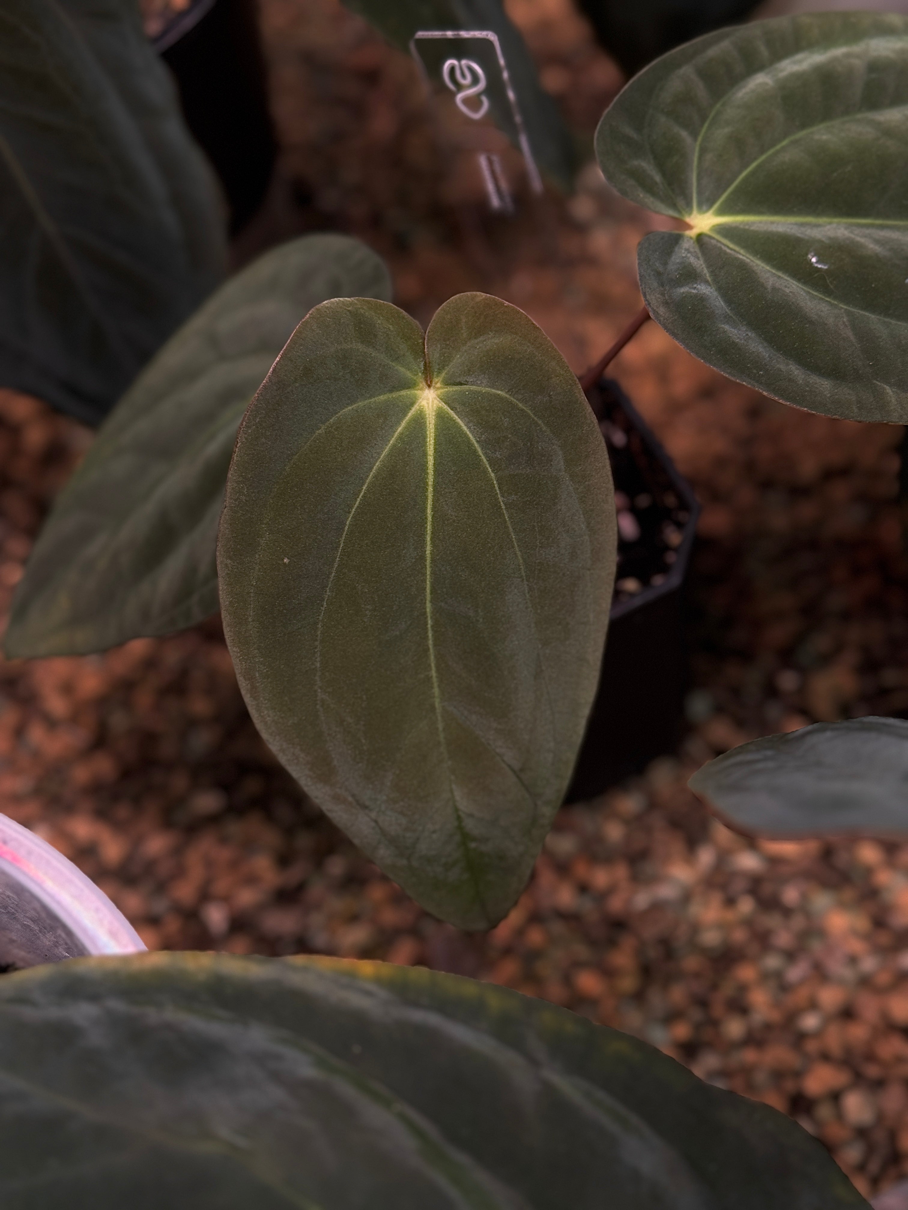 NFS: Anthurium BVEP Scott