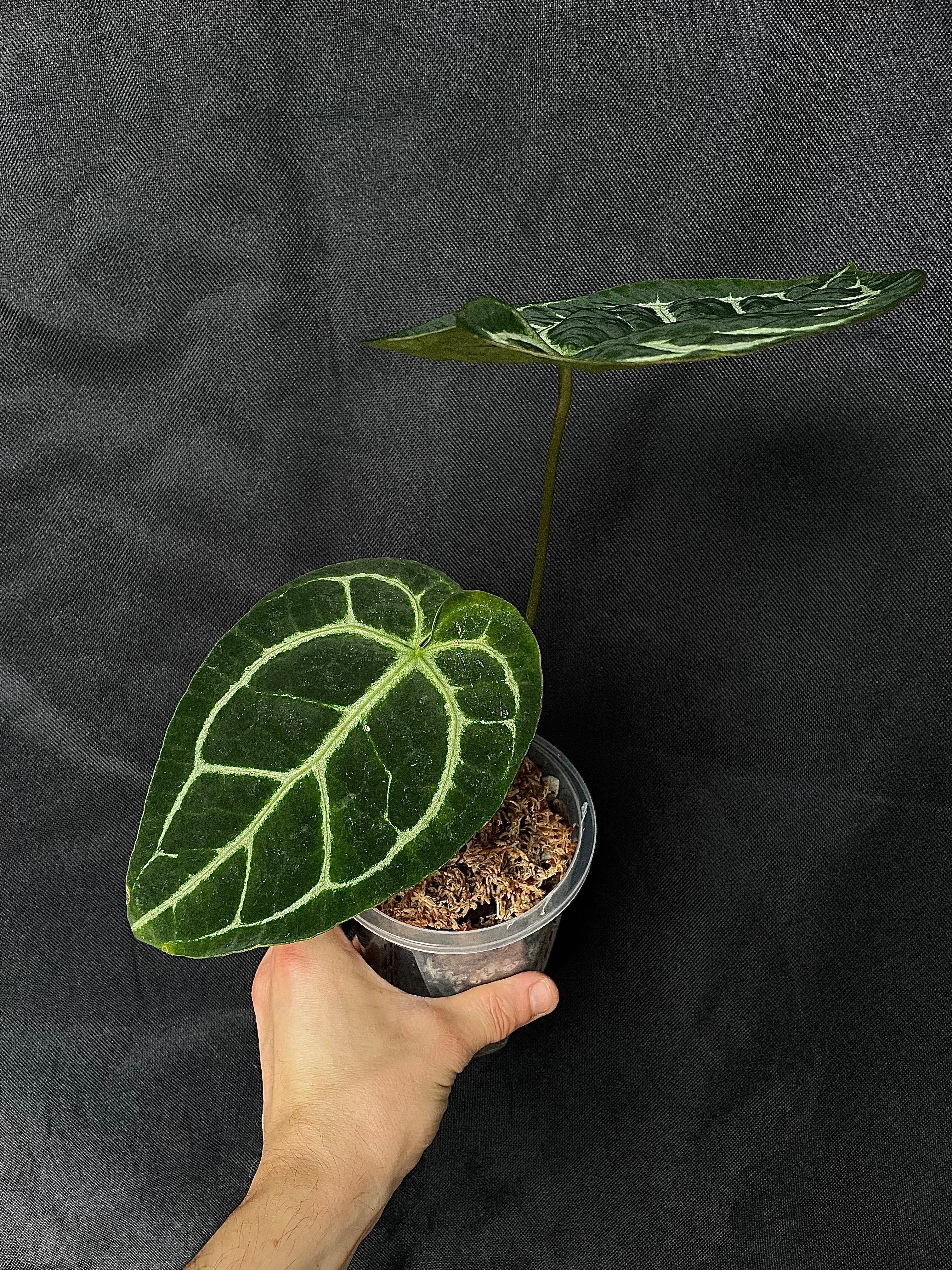 Anthurium - Various plants
