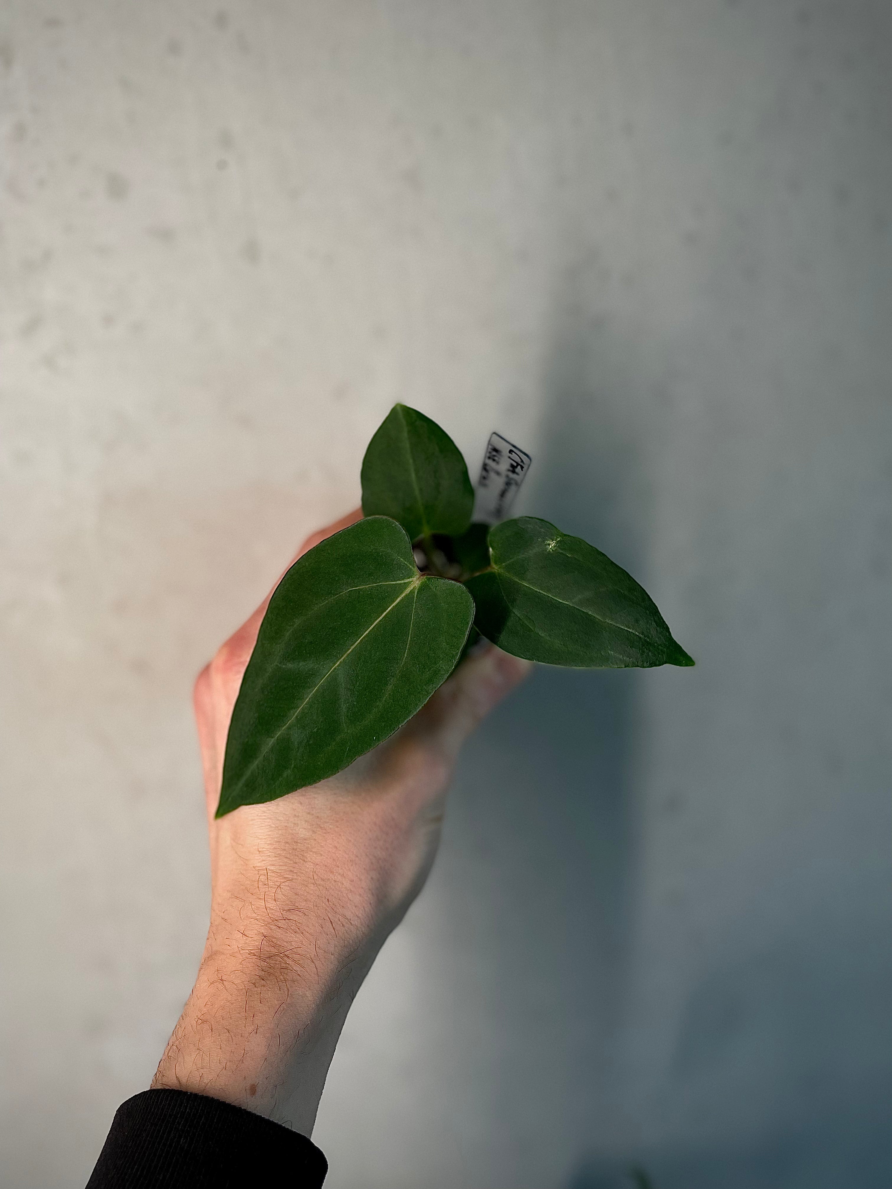 Anthurium - Various plants - SMUKHI