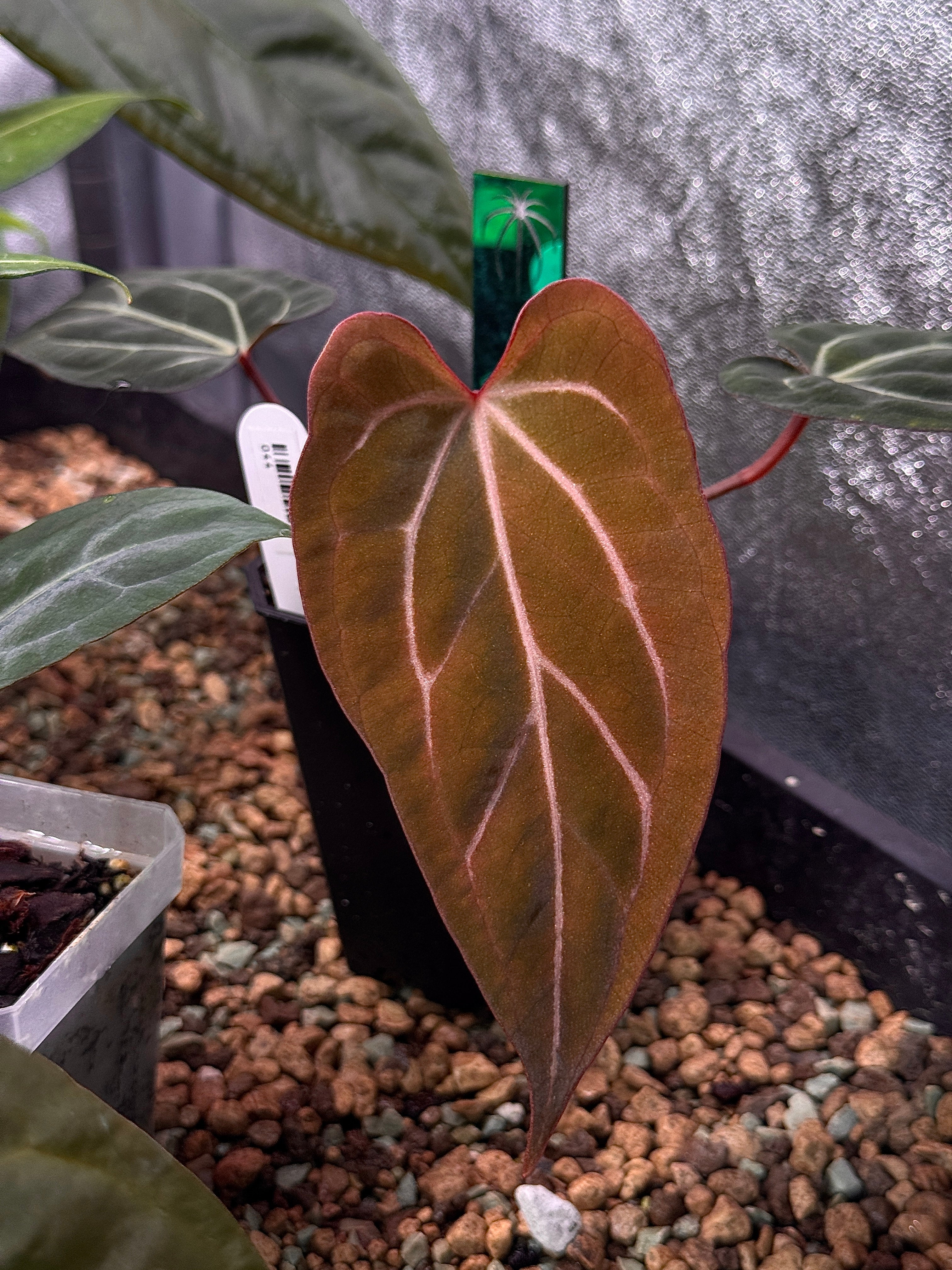 Anthurium Carlablackiae ('Round' x GPH-001) x Portillae 'Dorito' - Clone