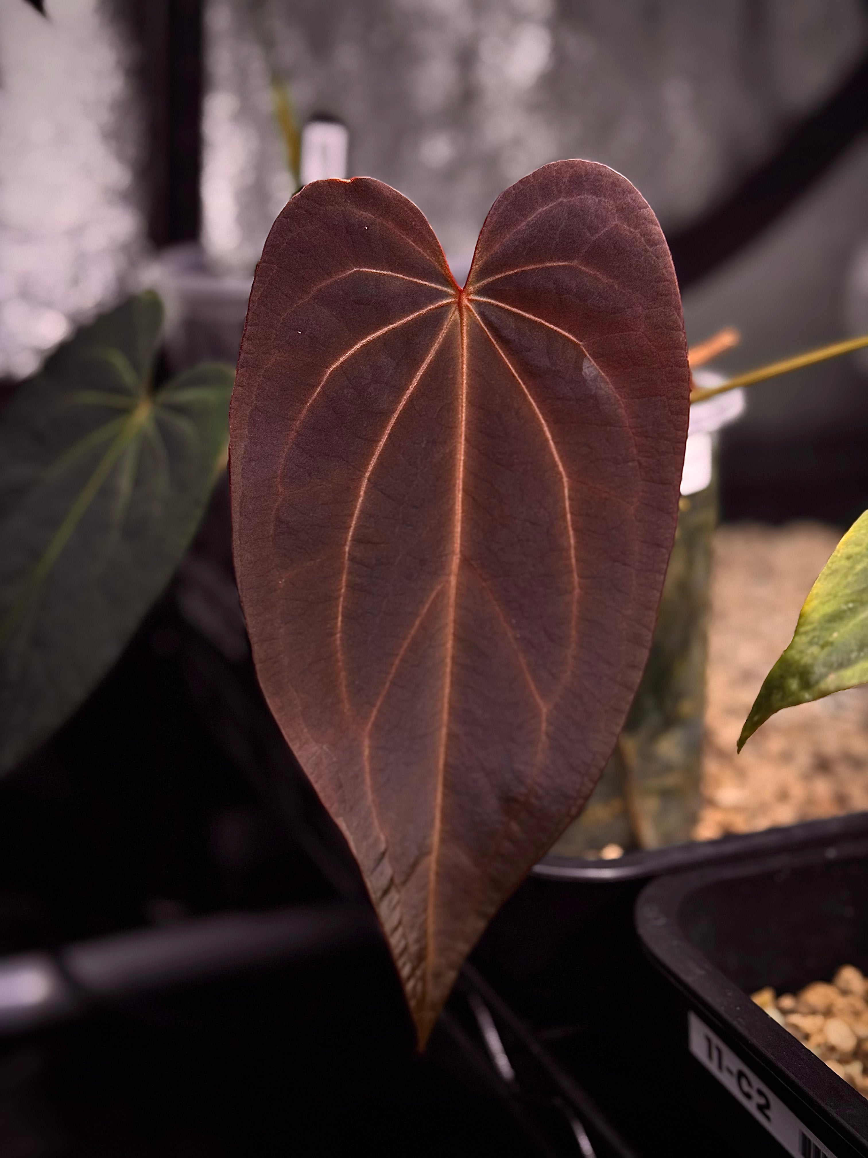 NFS: Anthurium Black Widow '13' x Red Velvet Cake '24' - SMUKHI