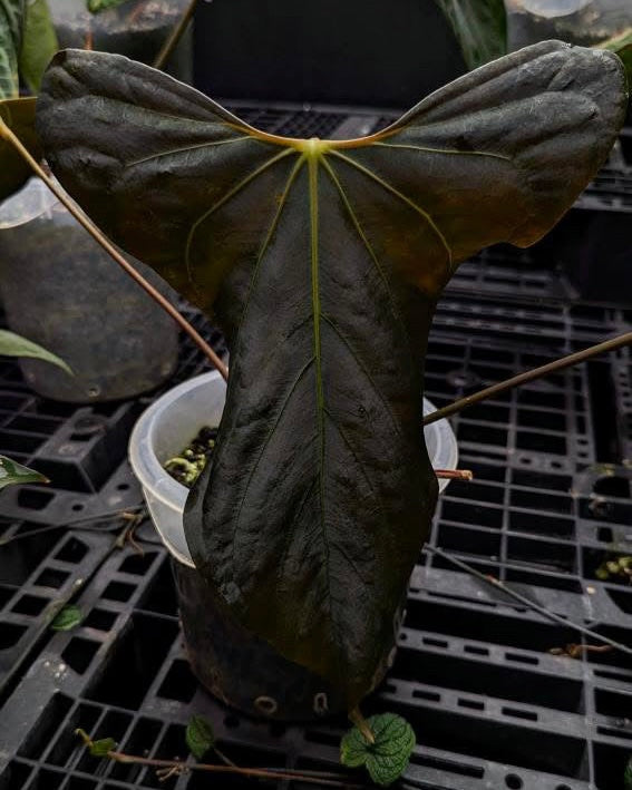 Anthurium sp. Nov DF x Antolakii (BVEP) RA1