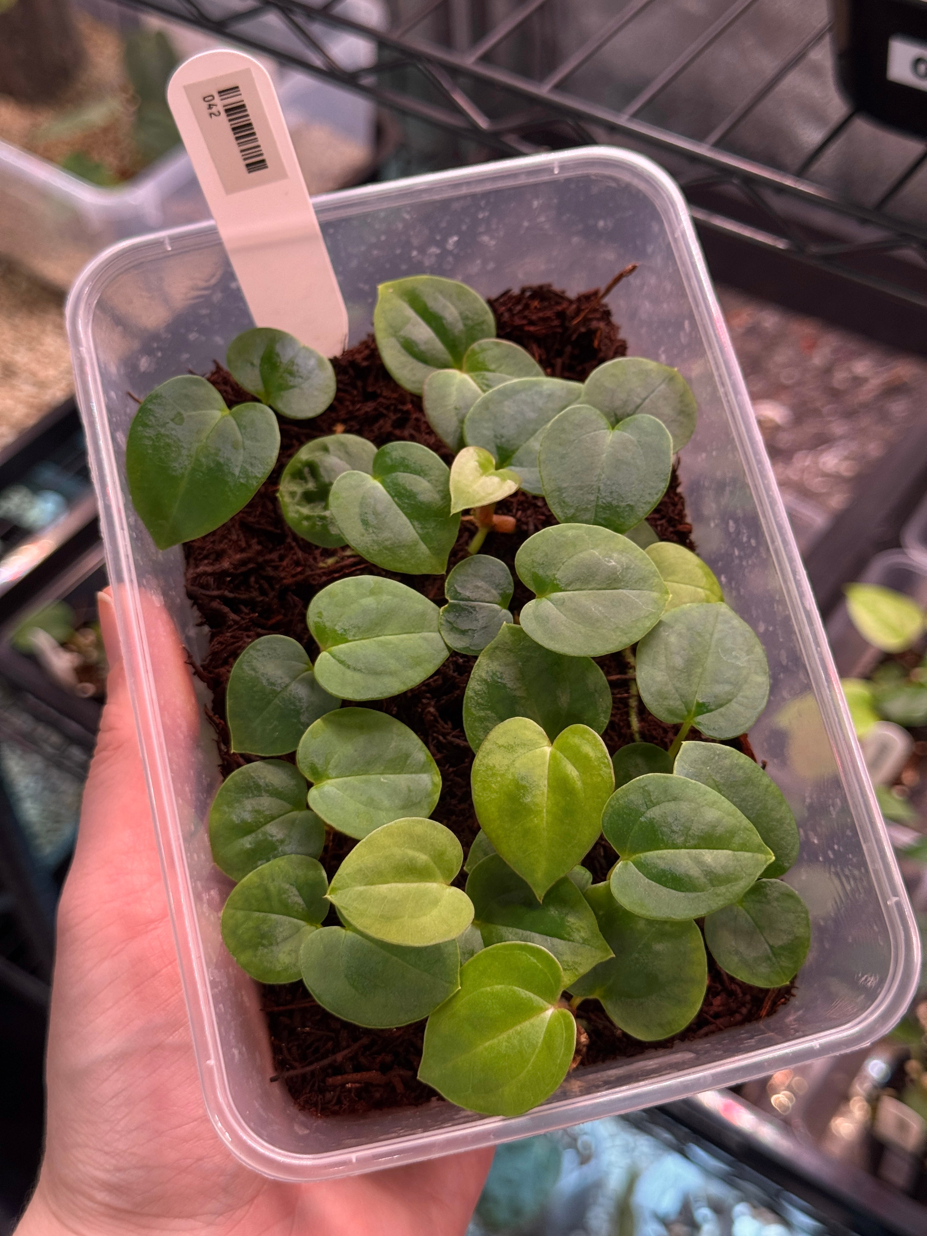 Anthurium Fort Sherman x open