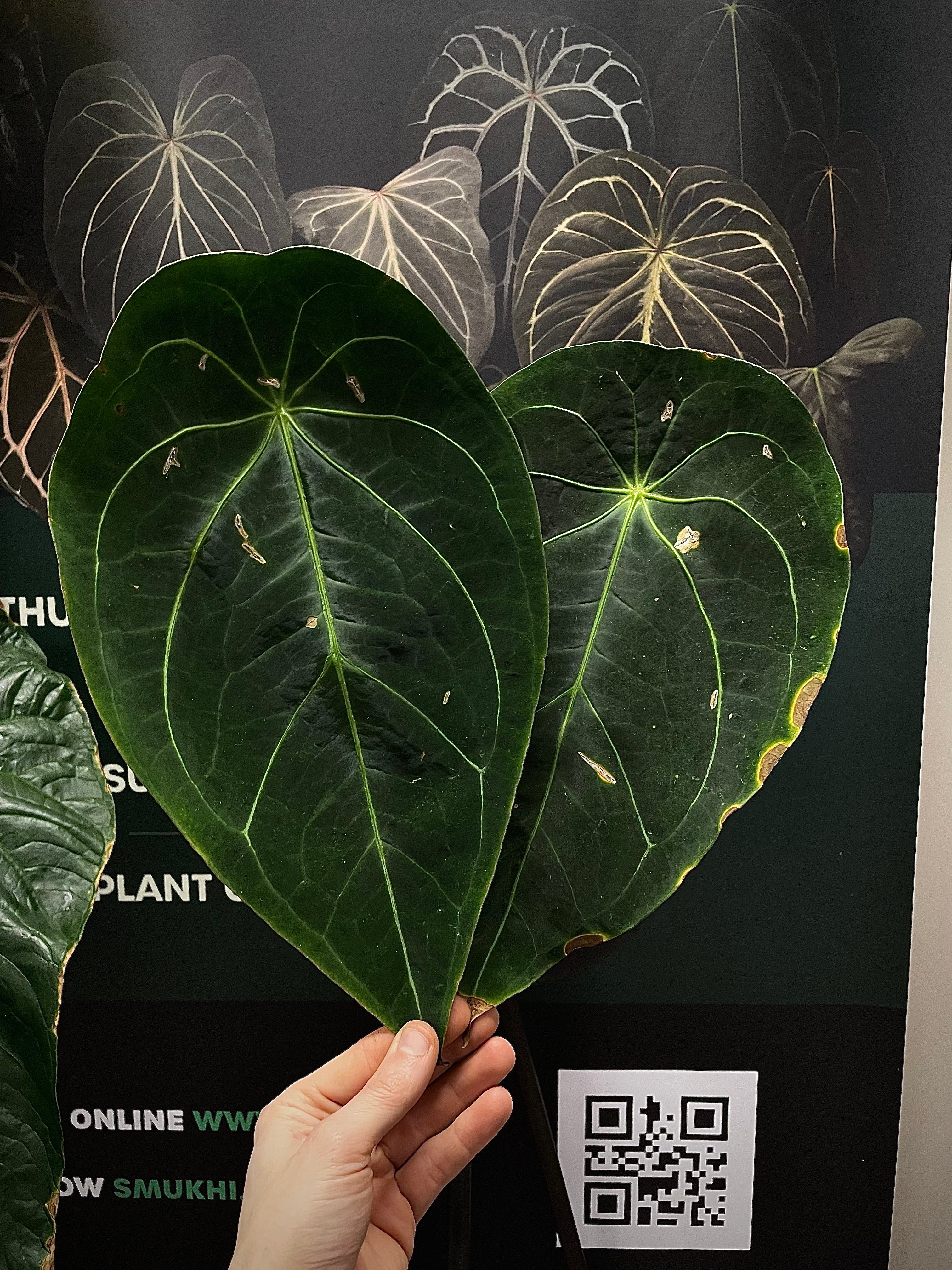 Anthurium Forgetii x (hybrid) - SMUKHI