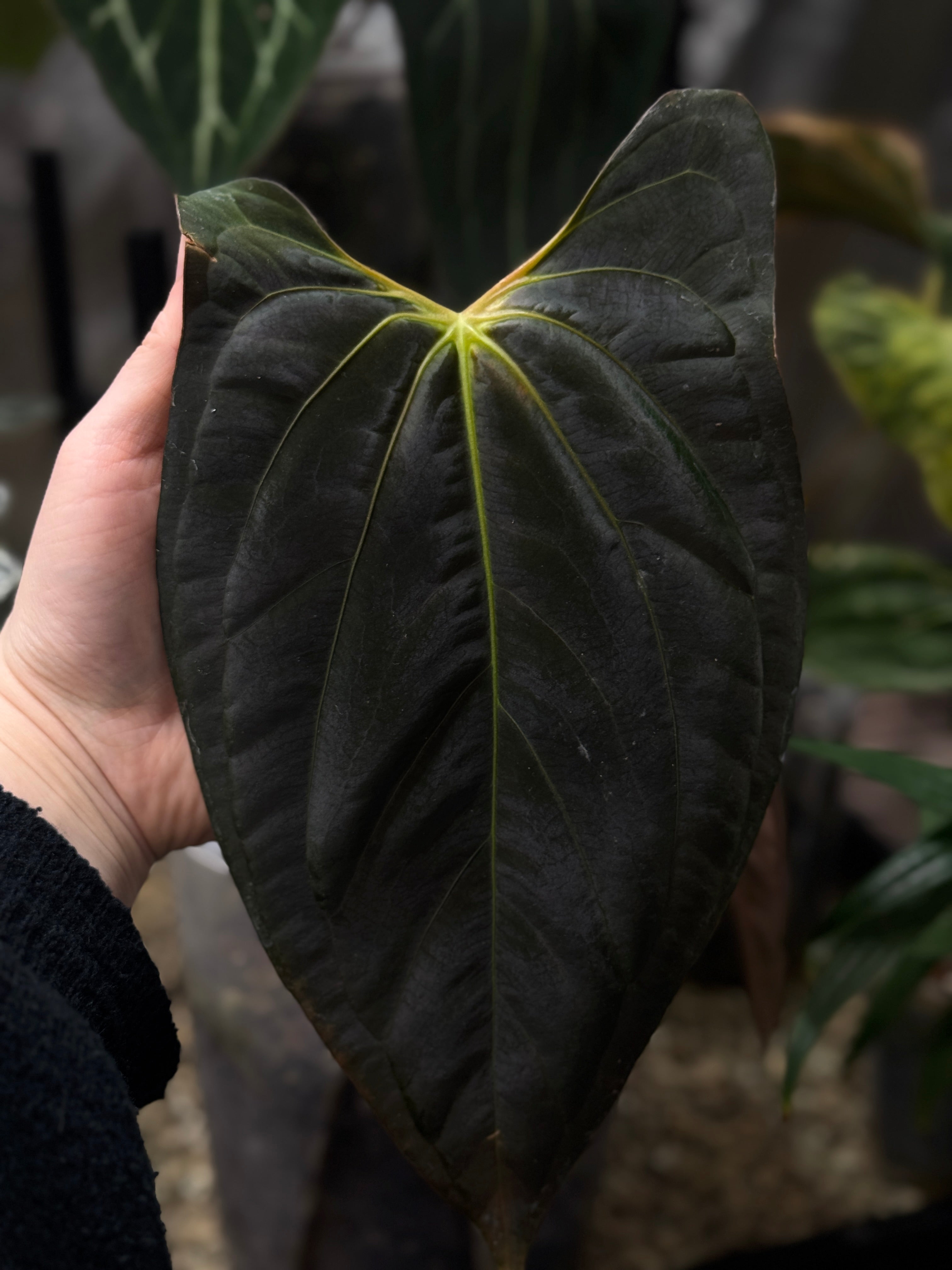 Anthurium Papillilaminum XOne x Goliath - Clone - SMUKHI
