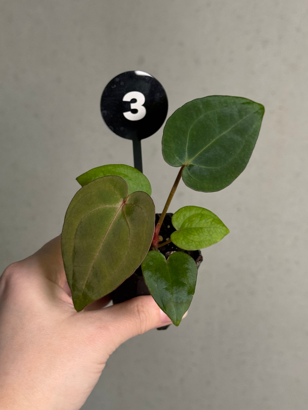 Anthurium Michelle x Red Vein Dark Phoenix plant with glossy dark green leaves and striking red-veined foliage, potted in a decorative container.