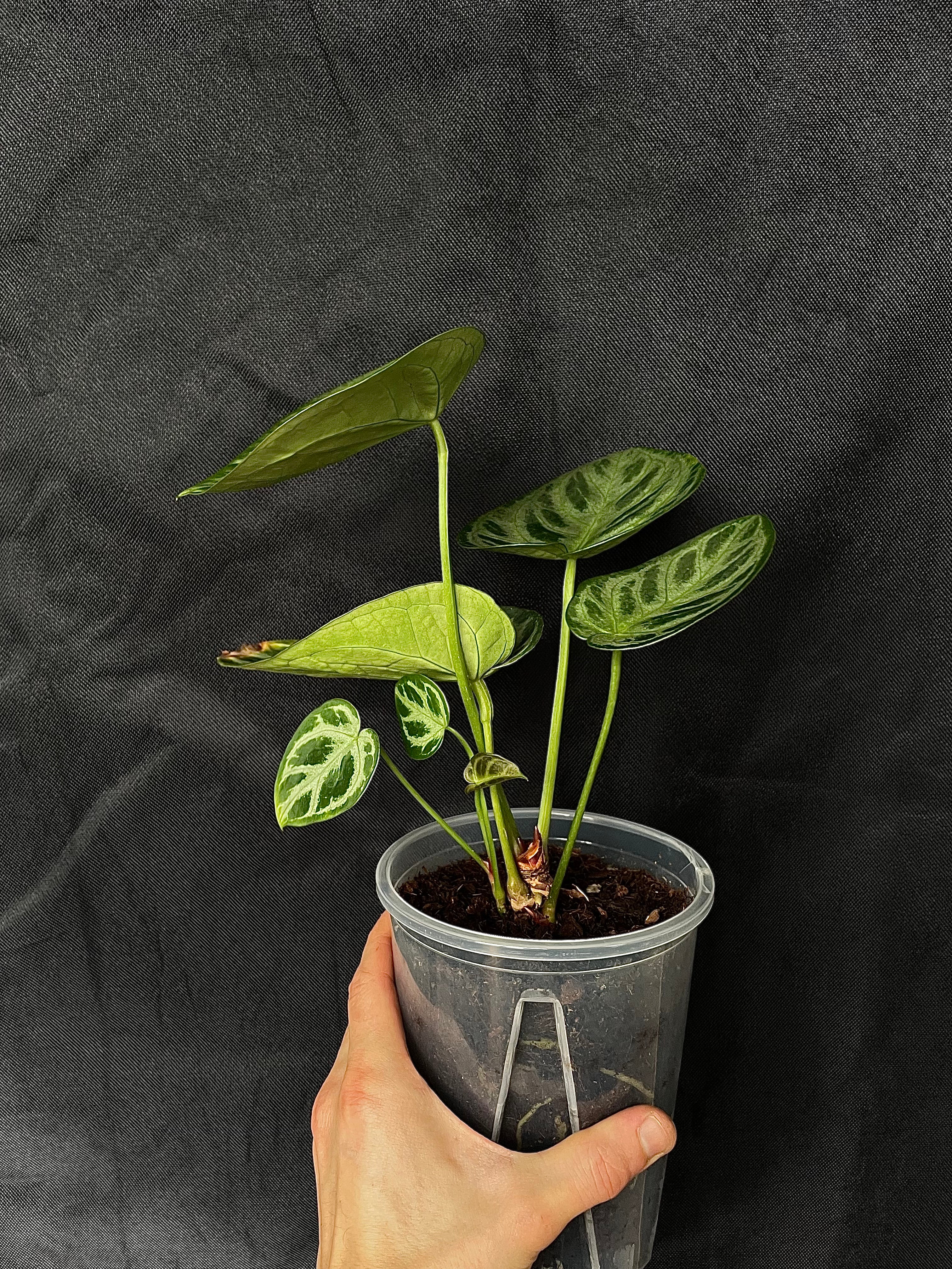 Anthurium - Various plants