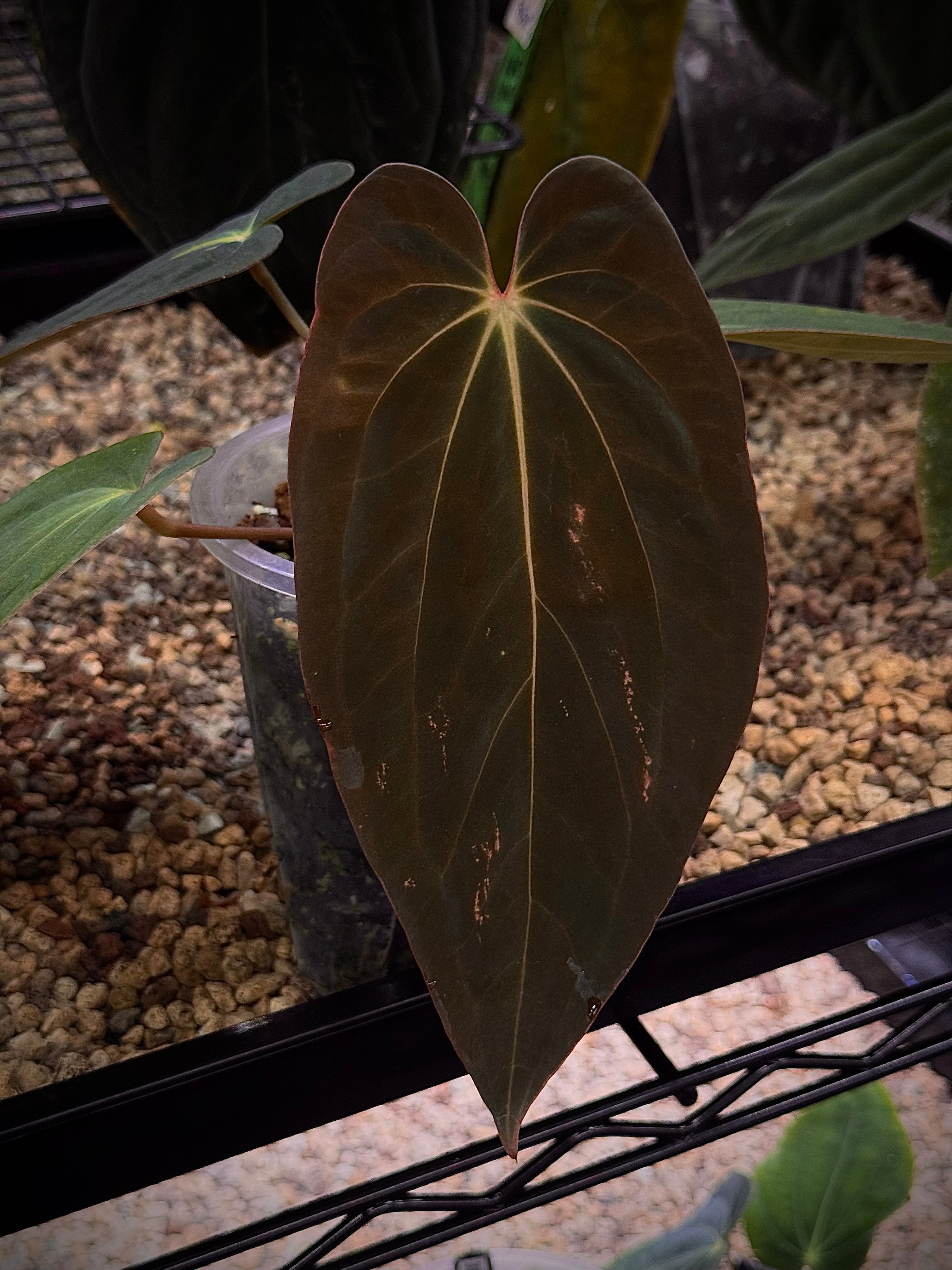 NFS: Anthurium BVEP 'Blackened Tuna' x RA1 - SMUKHI