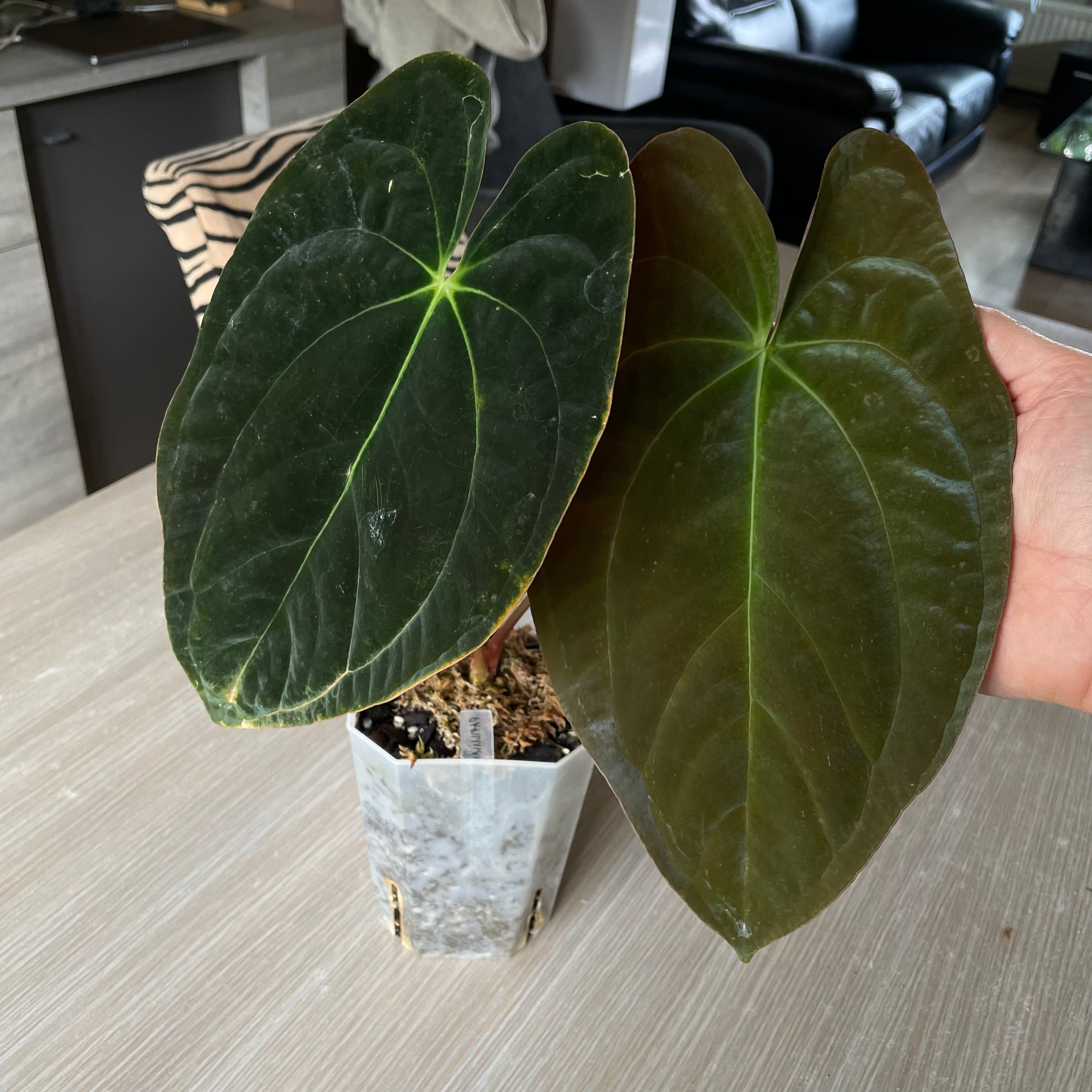 Anthurium - Various plants