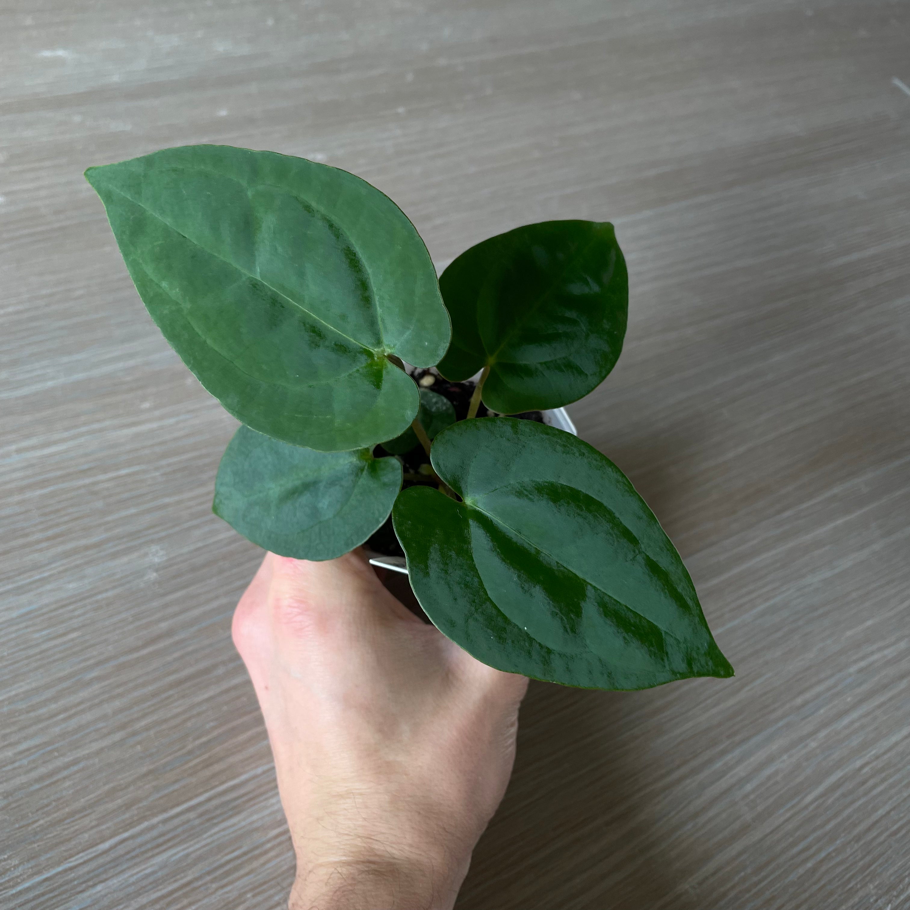 Anthurium - Various plants
