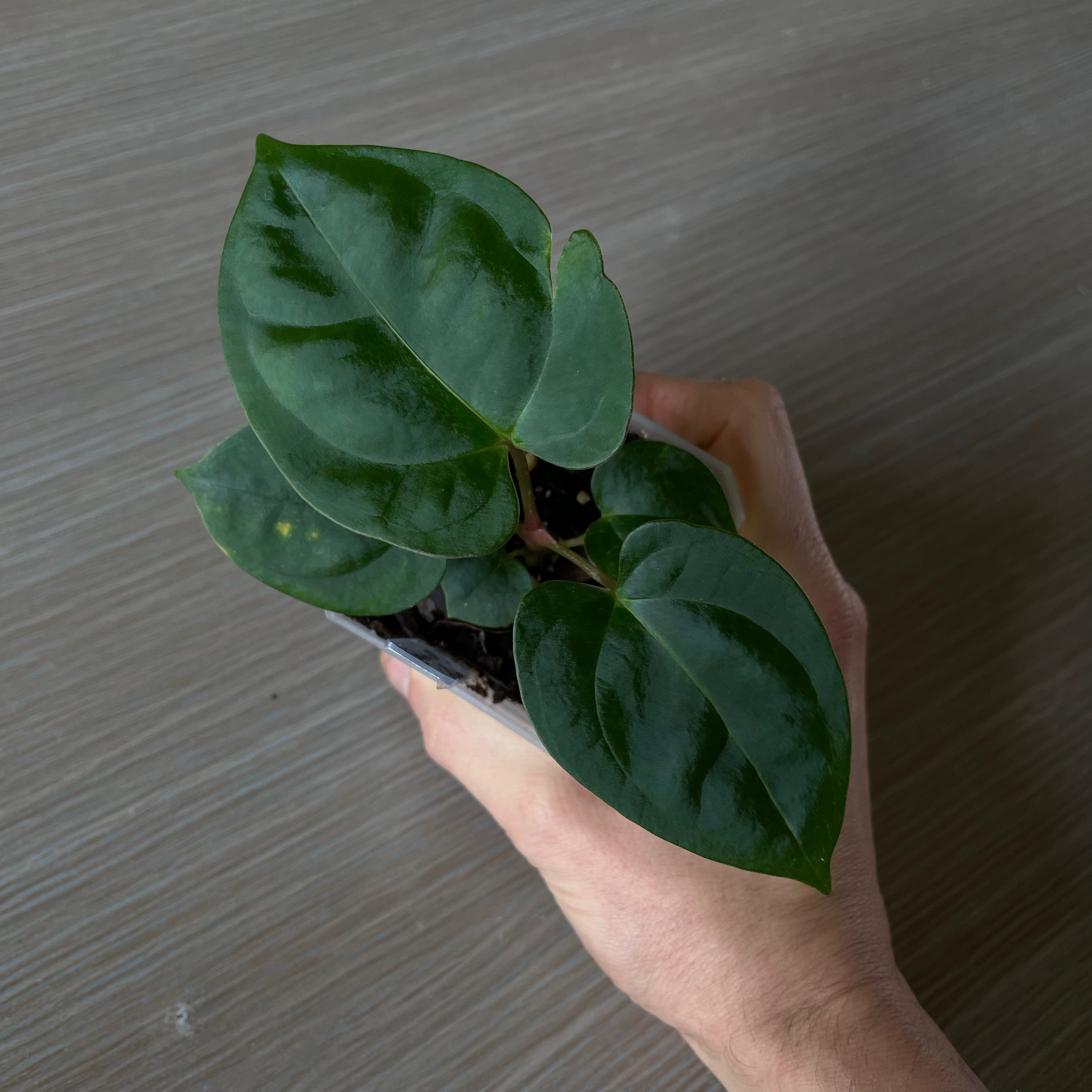 Anthurium - Various plants