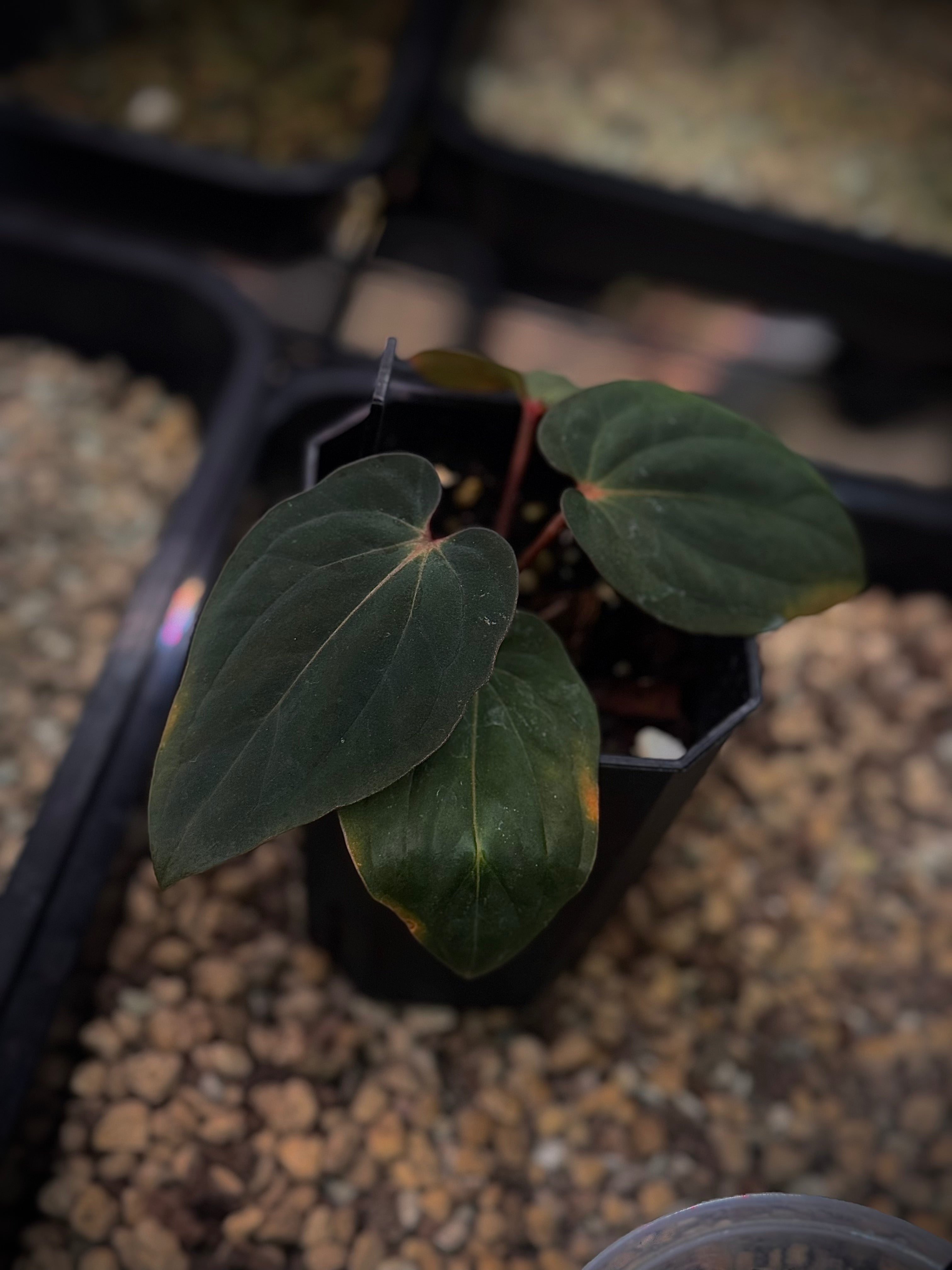NFS: Anthurium BVEP 'RF1' x 'Dark Star'