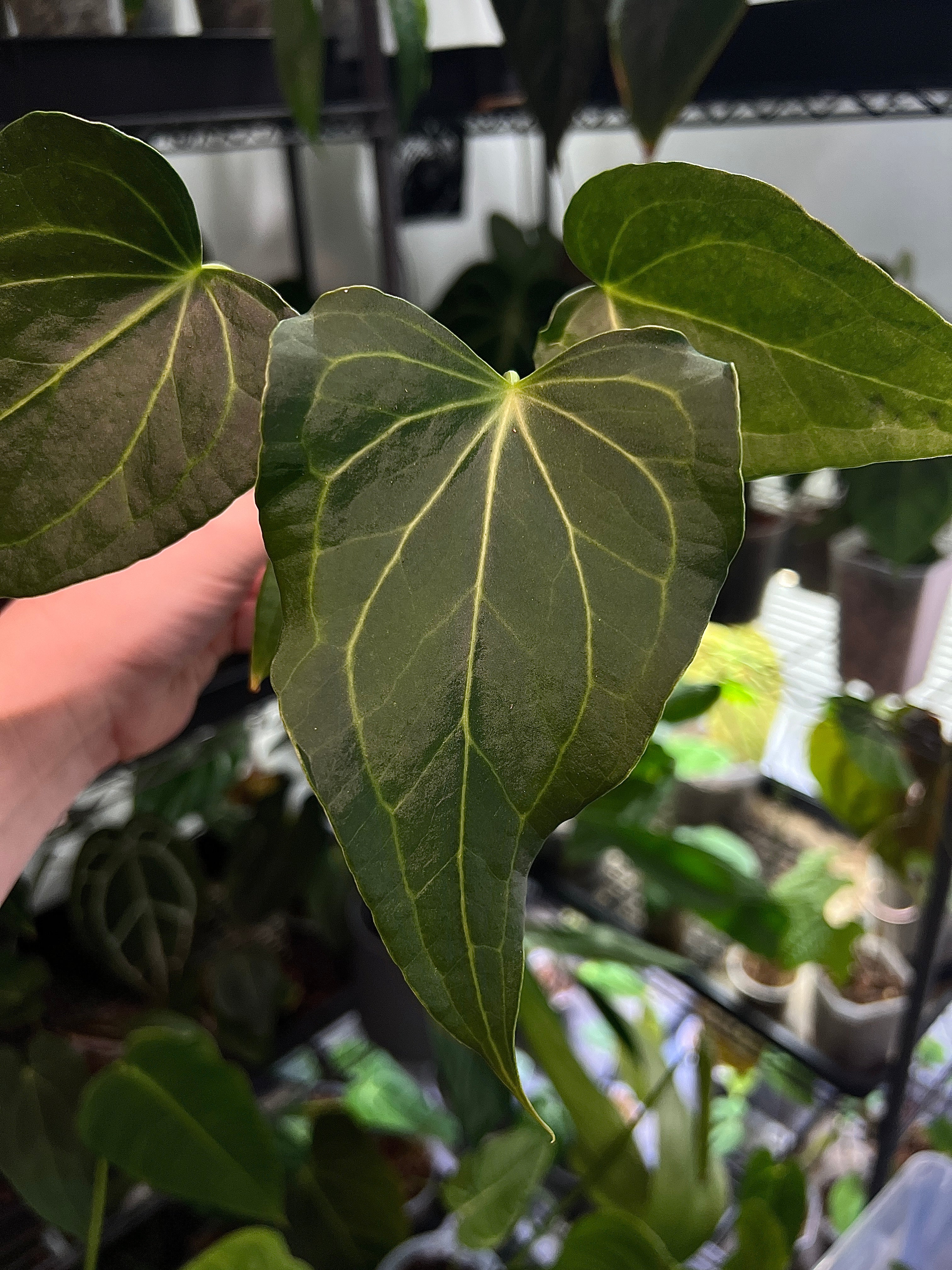 Anthurium ‘Delta Force’ (Clarinervium x Pedatoradiatum)