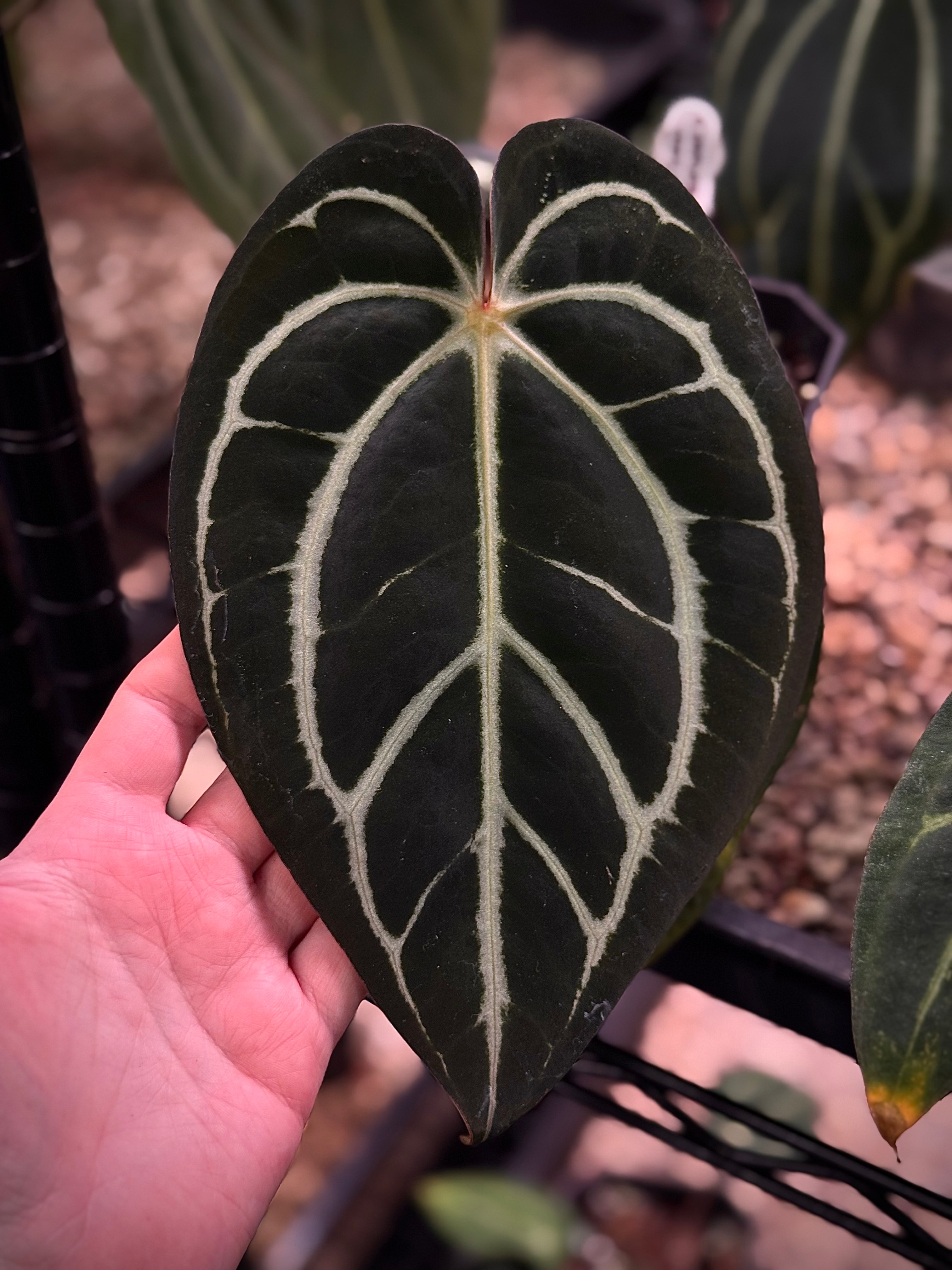 NFS: Anthurium Carlablackiae RA5 x RA10