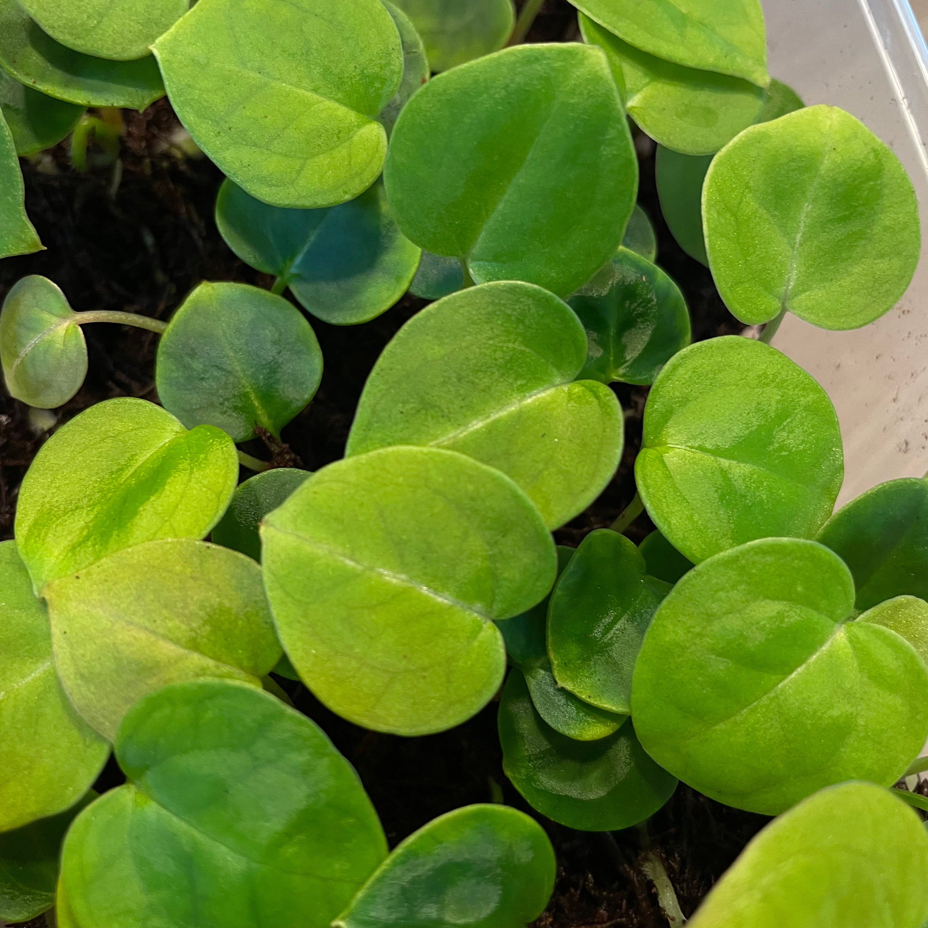 Anthurium Michelle x Forgetii (sets) - SMUKHI