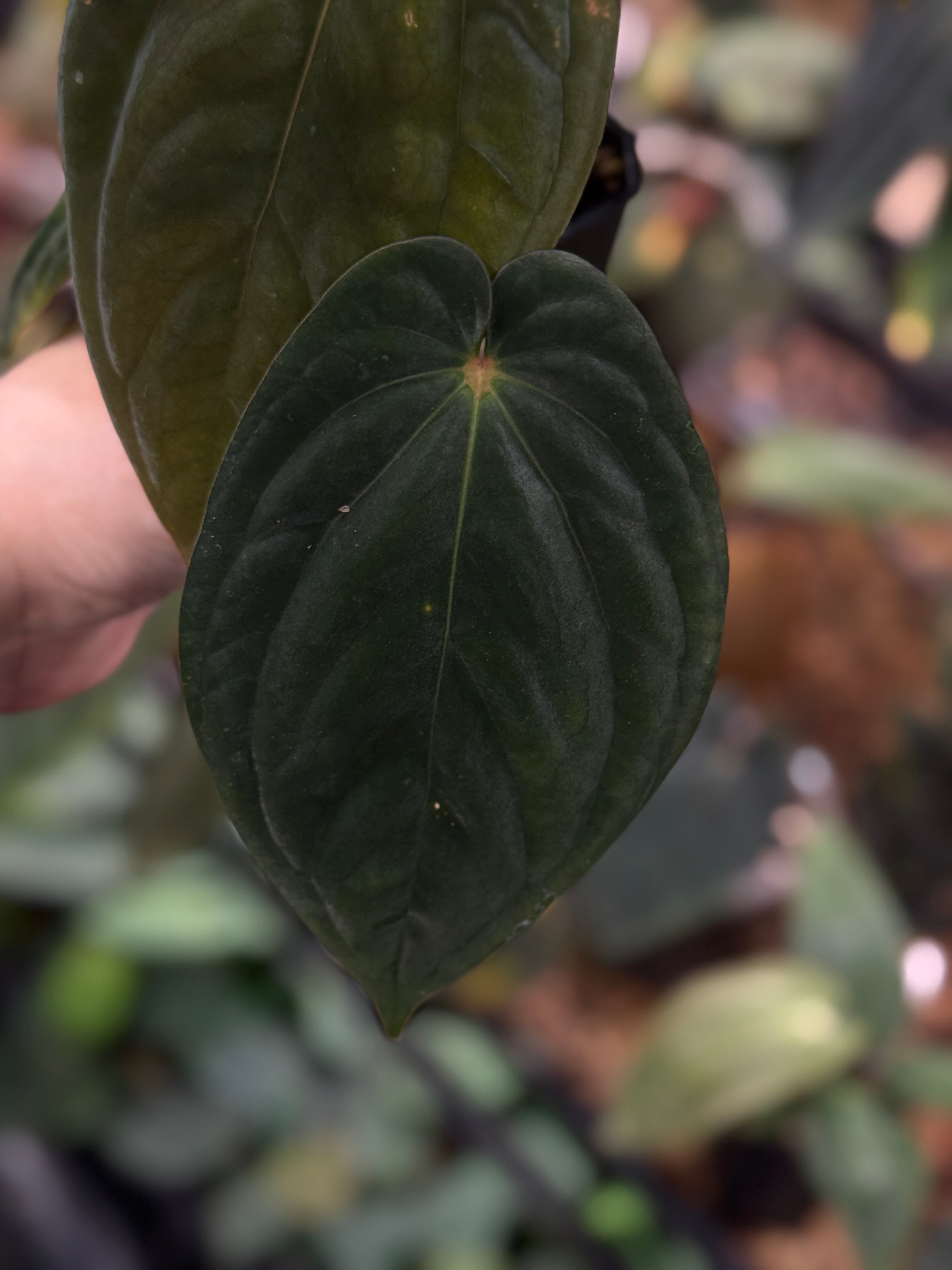 NFS: Anthurium BVEP 'Round' x 'Felix' F2